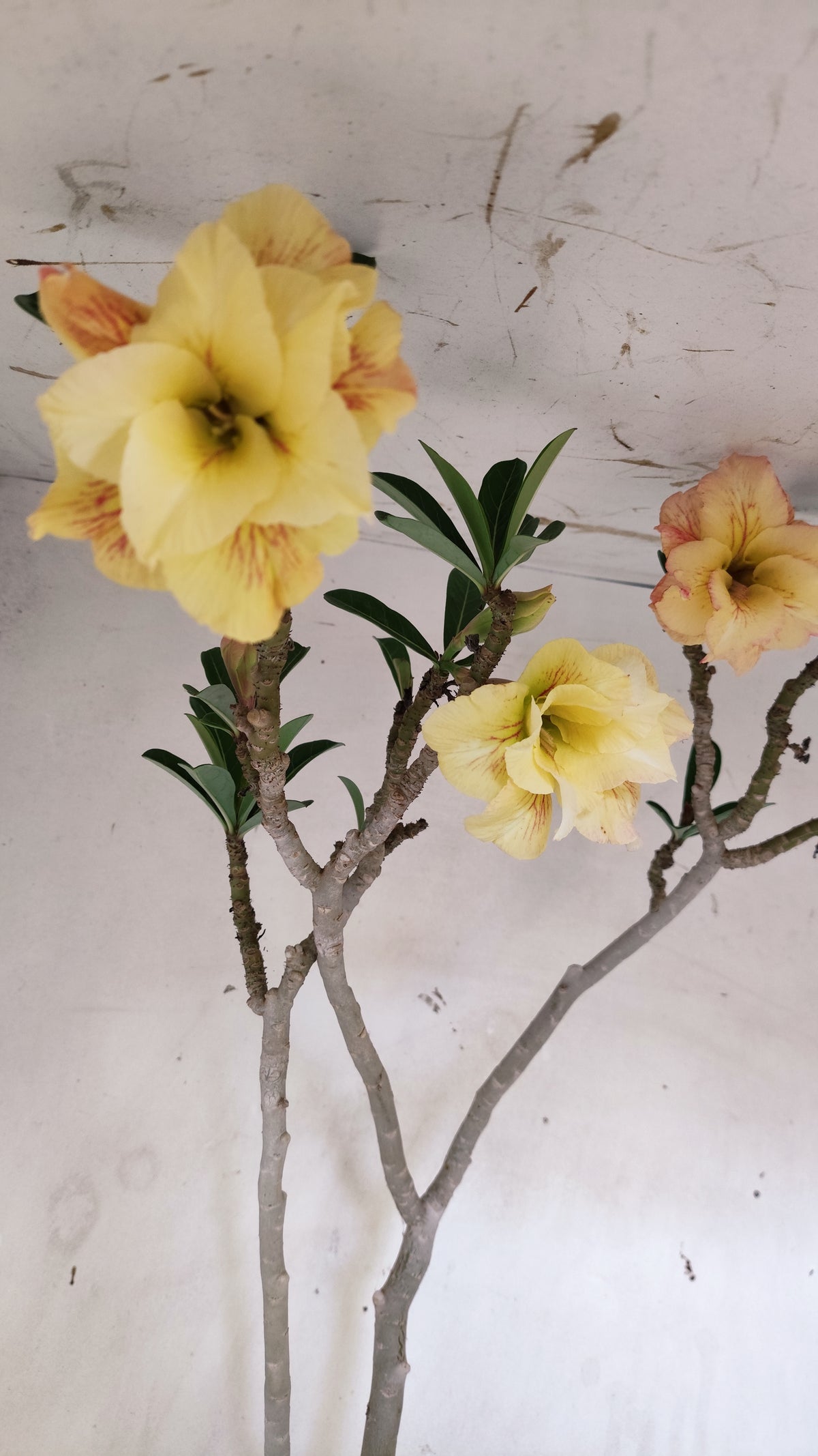 MATRIZ Planta Dobrada 283 –  65cm – 04 anos - Vaso 20