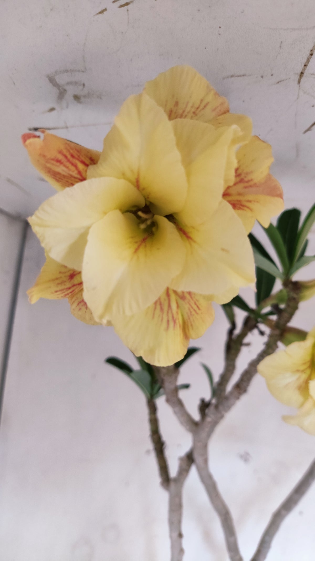 MATRIZ Planta Dobrada 283 –  65cm – 04 anos - Vaso 20