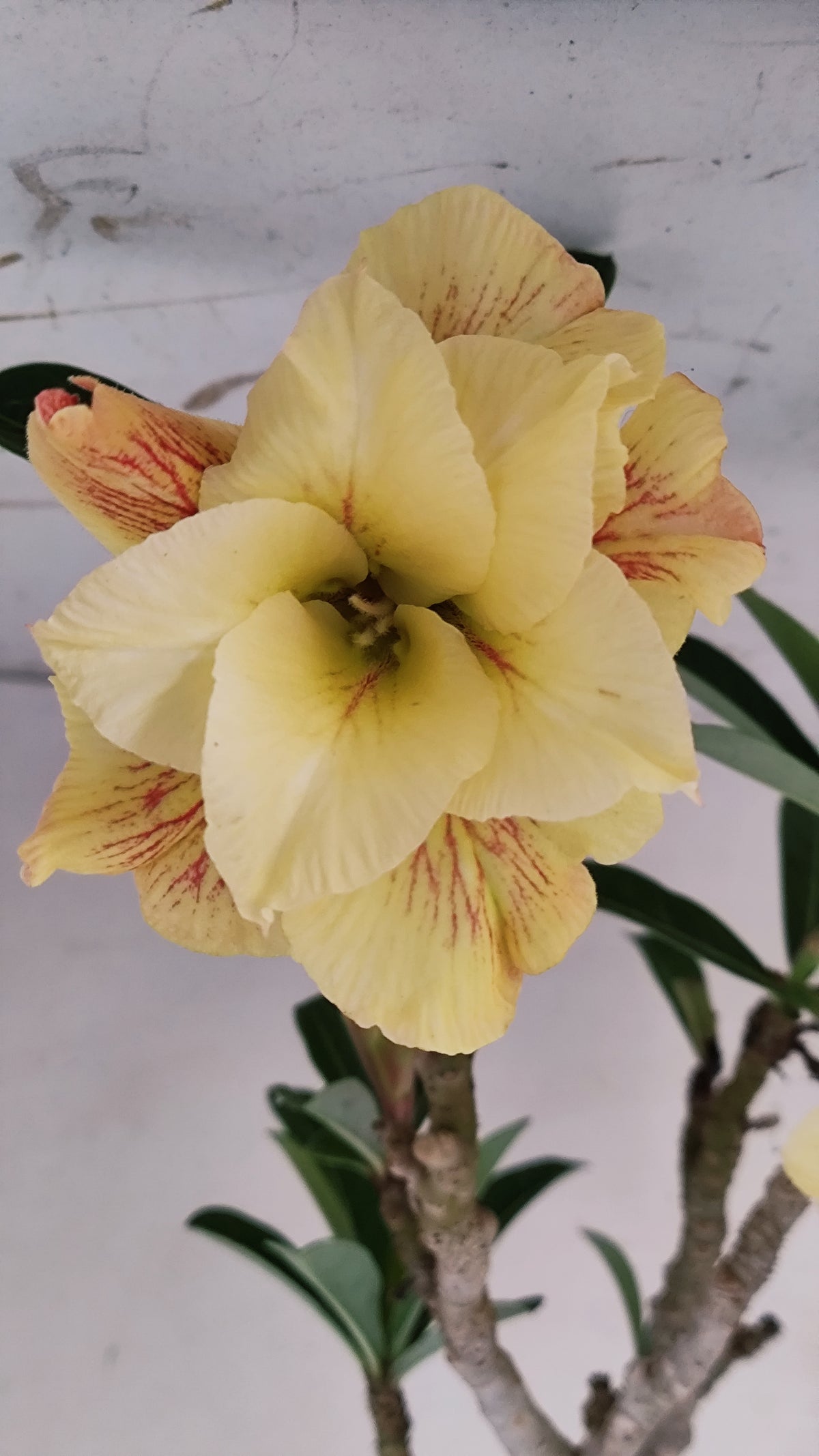 MATRIZ Planta Dobrada 283 –  65cm – 04 anos - Vaso 20