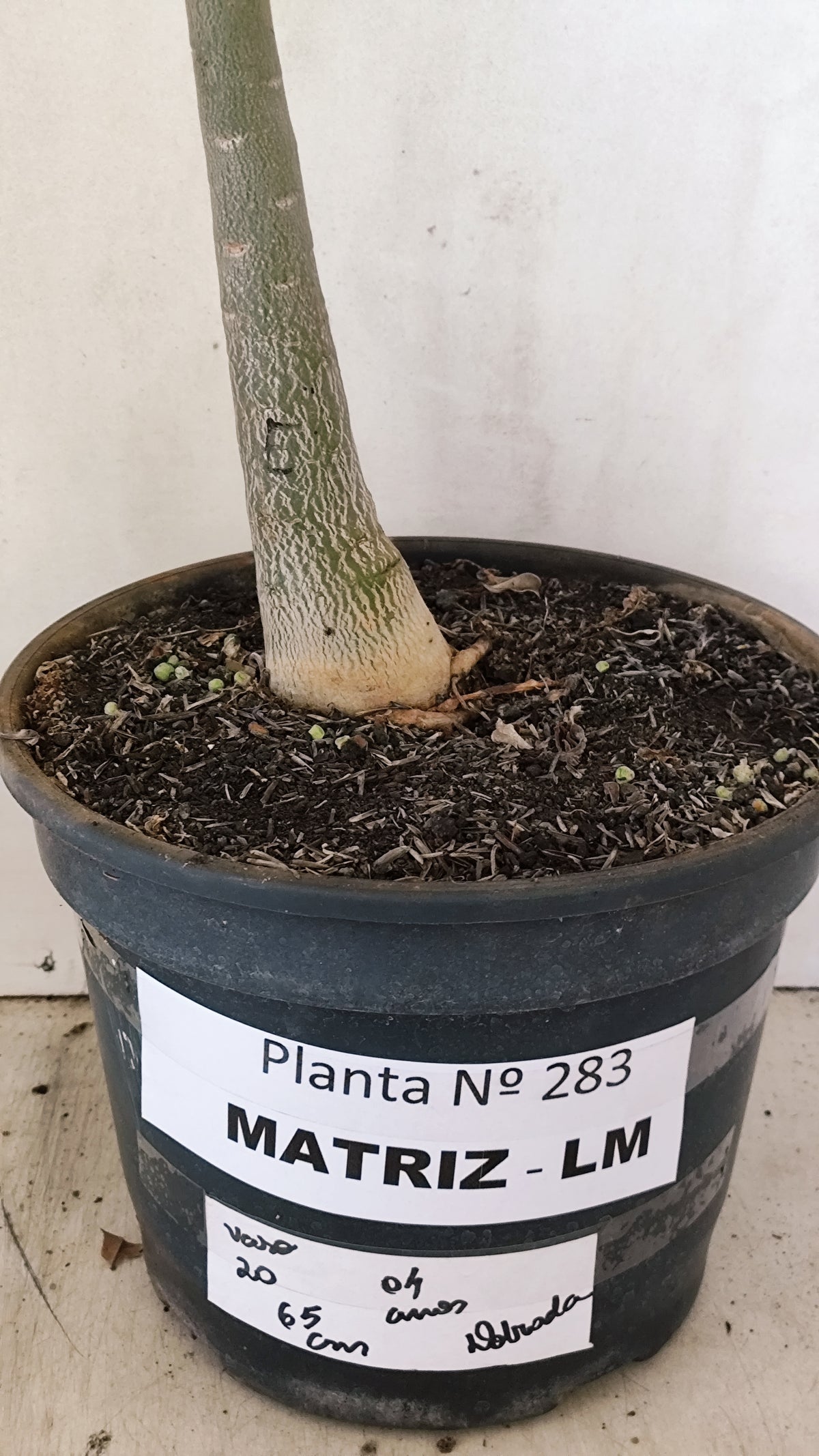 MATRIZ Planta Dobrada 283 –  65cm – 04 anos - Vaso 20