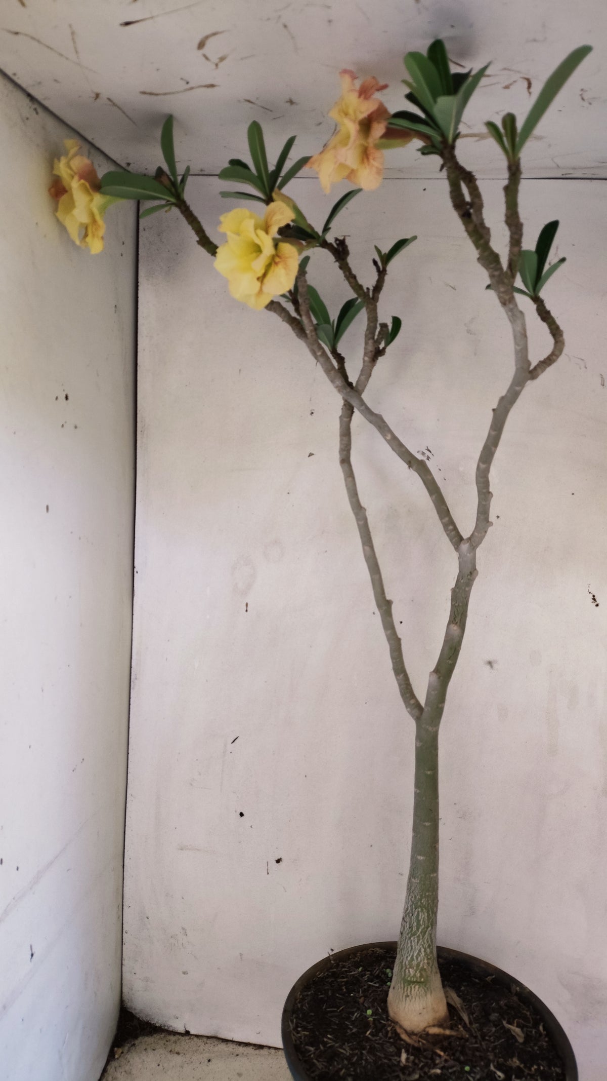 MATRIZ Planta Dobrada 283 –  65cm – 04 anos - Vaso 20