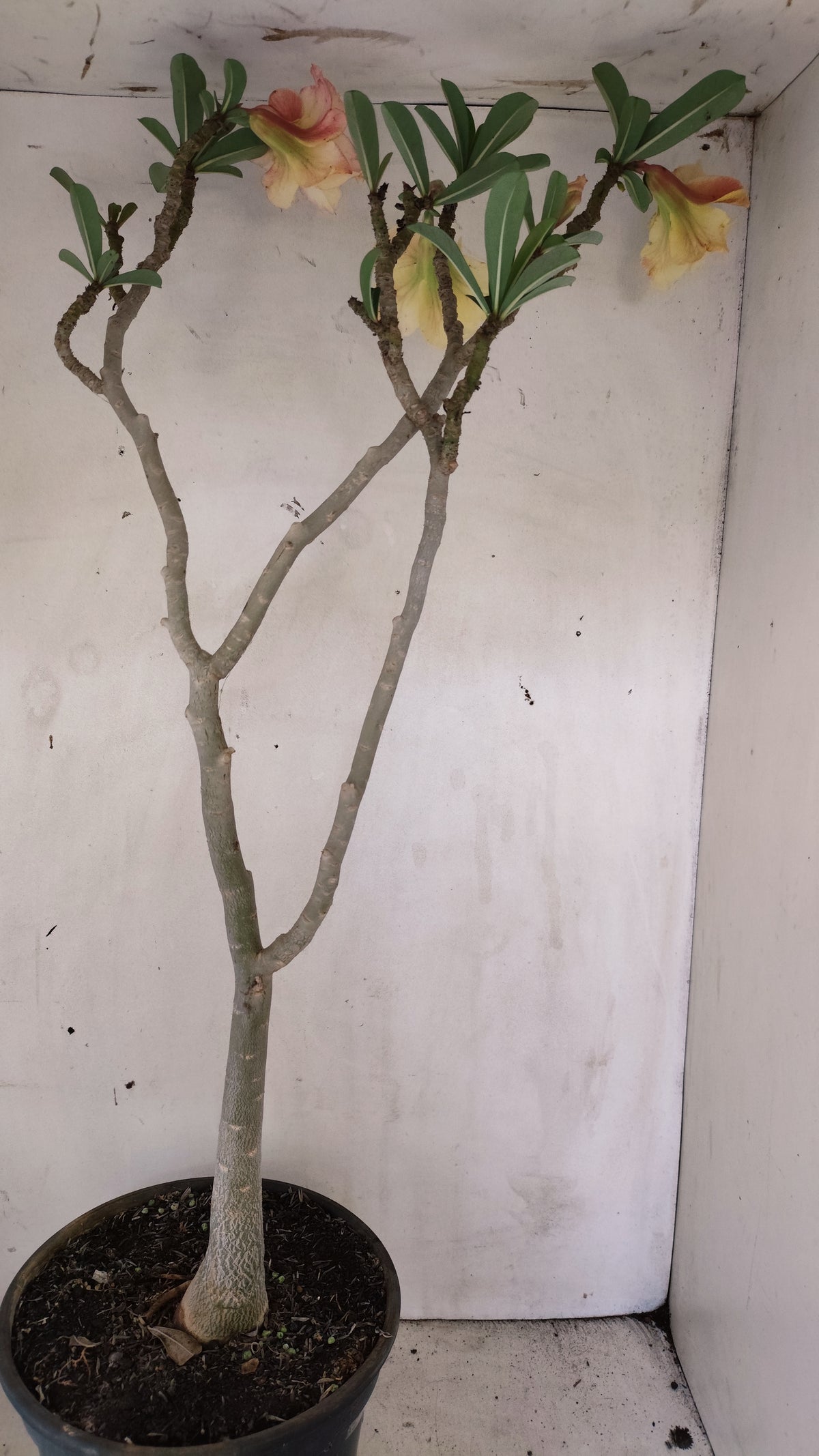 MATRIZ Planta Dobrada 283 –  65cm – 04 anos - Vaso 20