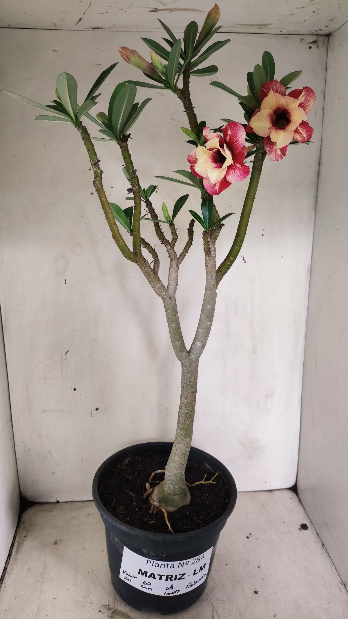 MATRIZ Planta Dobrada 284 –  60cm – 04 anos - Vaso 20