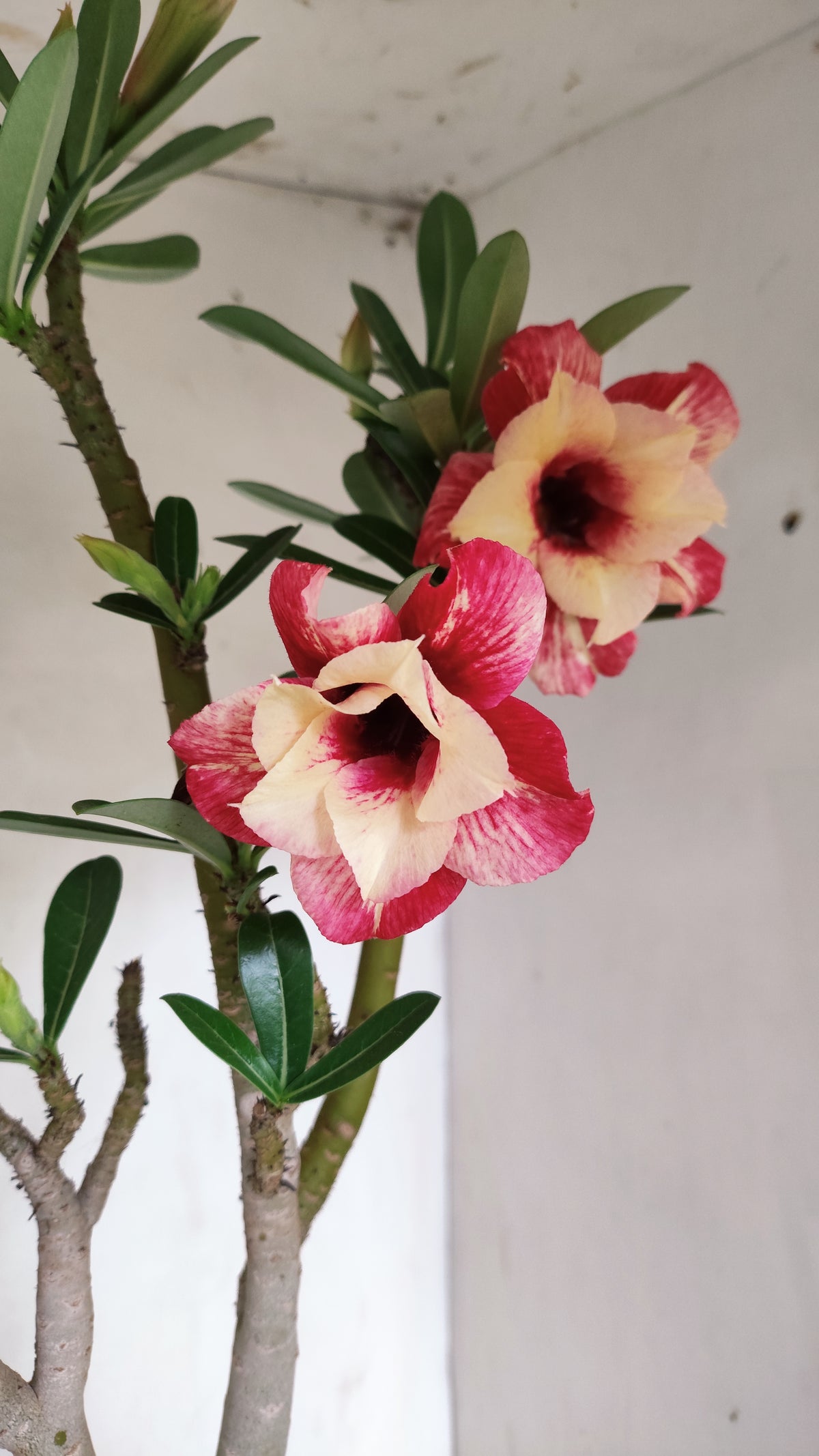 MATRIZ Planta Dobrada 284 –  60cm – 04 anos - Vaso 20
