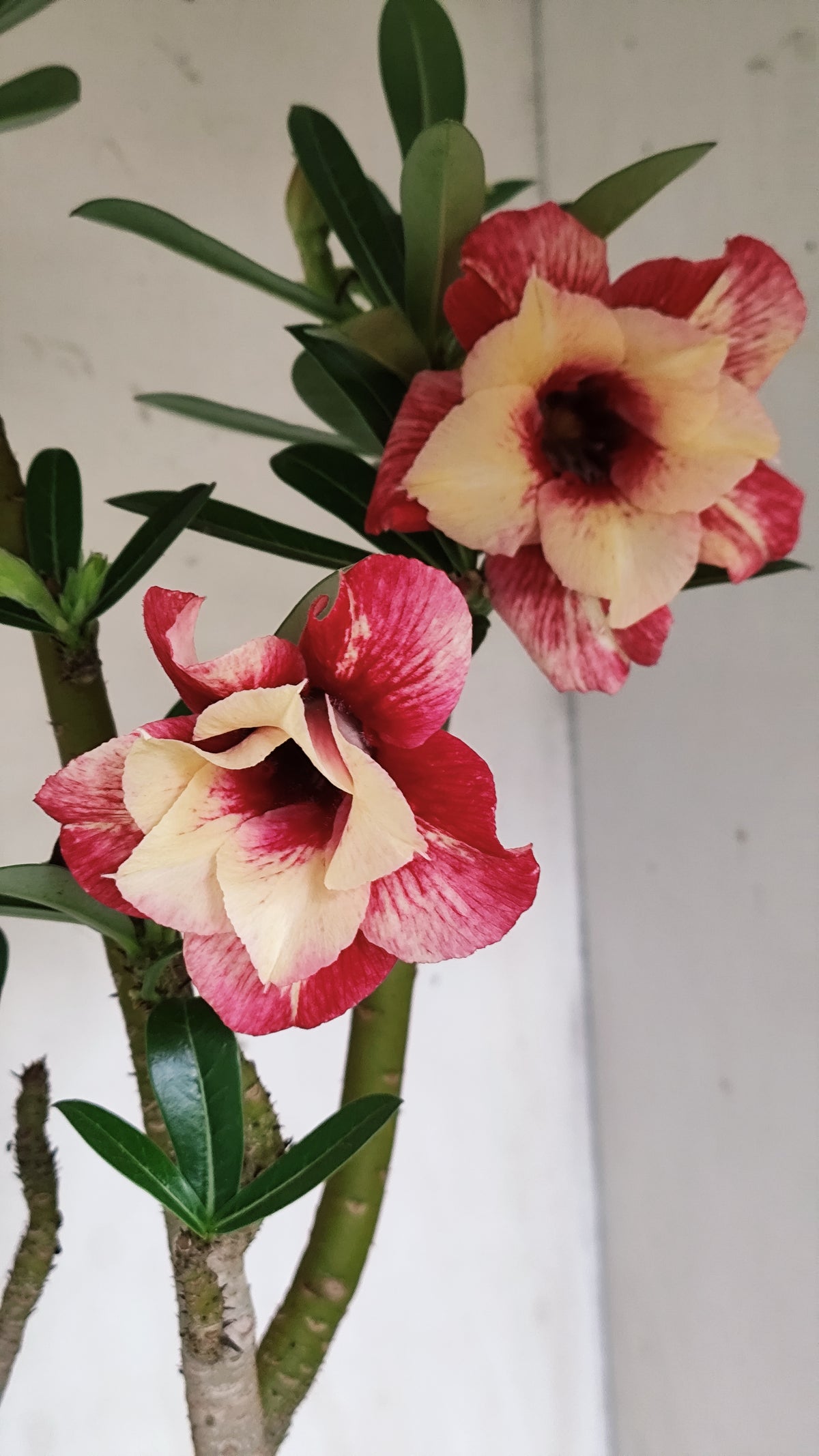 MATRIZ Planta Dobrada 284 –  60cm – 04 anos - Vaso 20