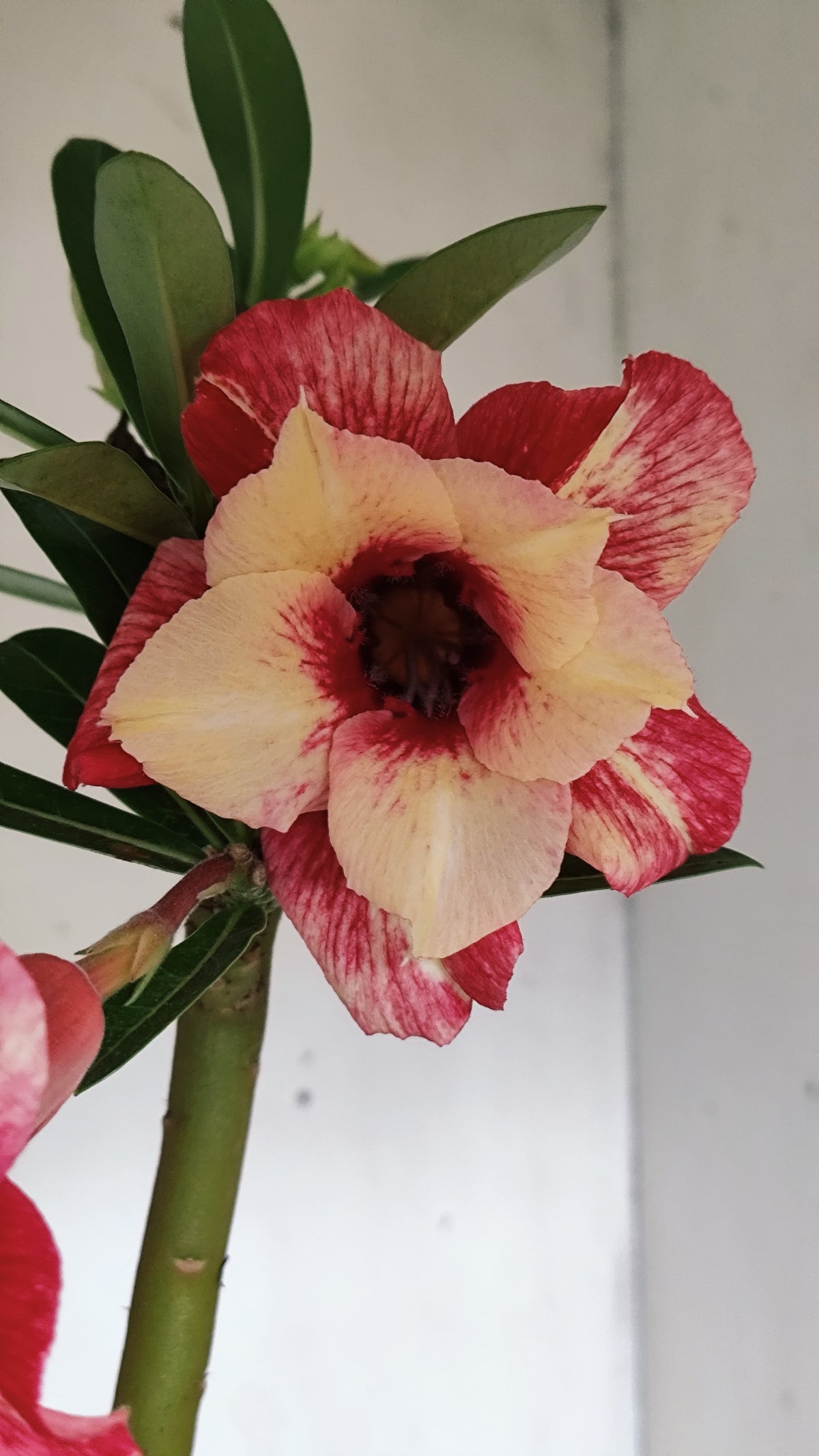 MATRIZ Planta Dobrada 284 –  60cm – 04 anos - Vaso 20