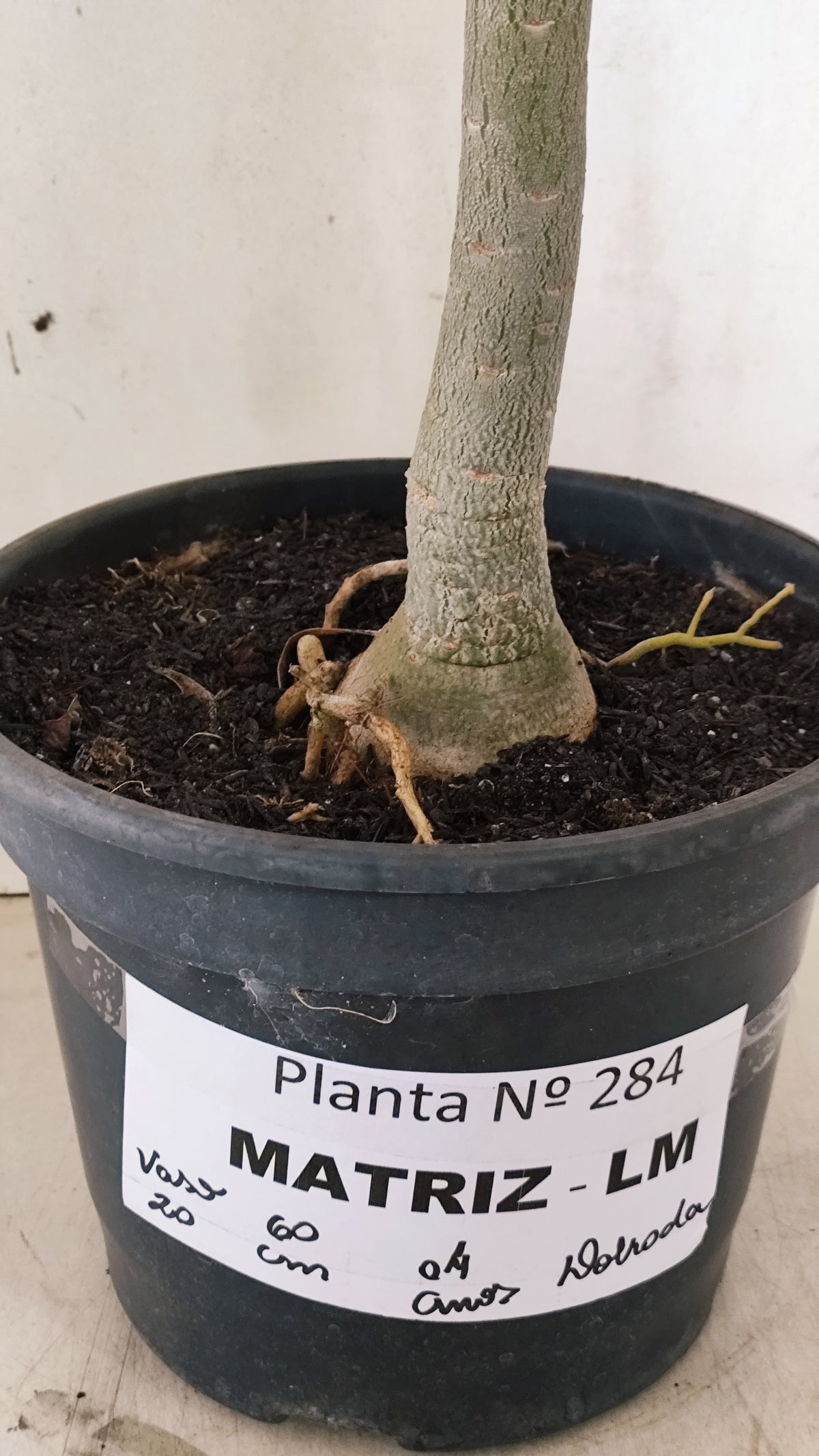 MATRIZ Planta Dobrada 284 –  60cm – 04 anos - Vaso 20