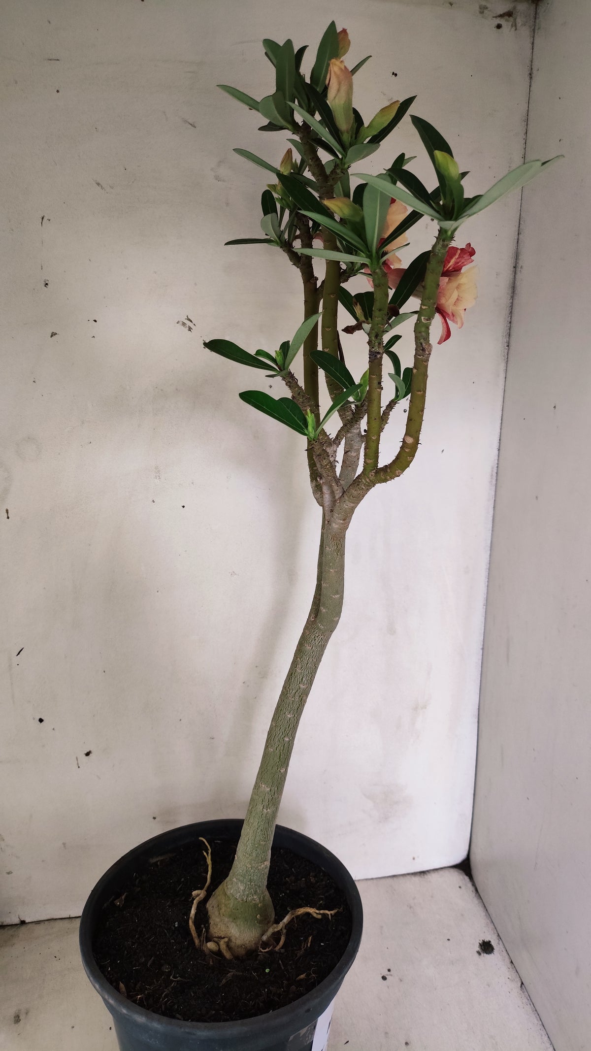 MATRIZ Planta Dobrada 284 –  60cm – 04 anos - Vaso 20