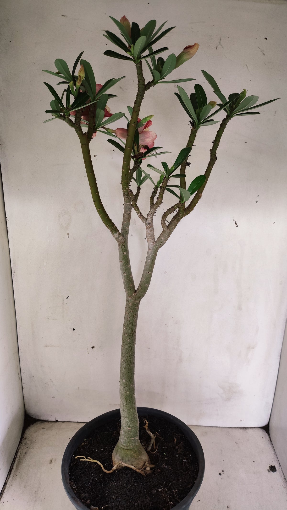 MATRIZ Planta Dobrada 284 –  60cm – 04 anos - Vaso 20