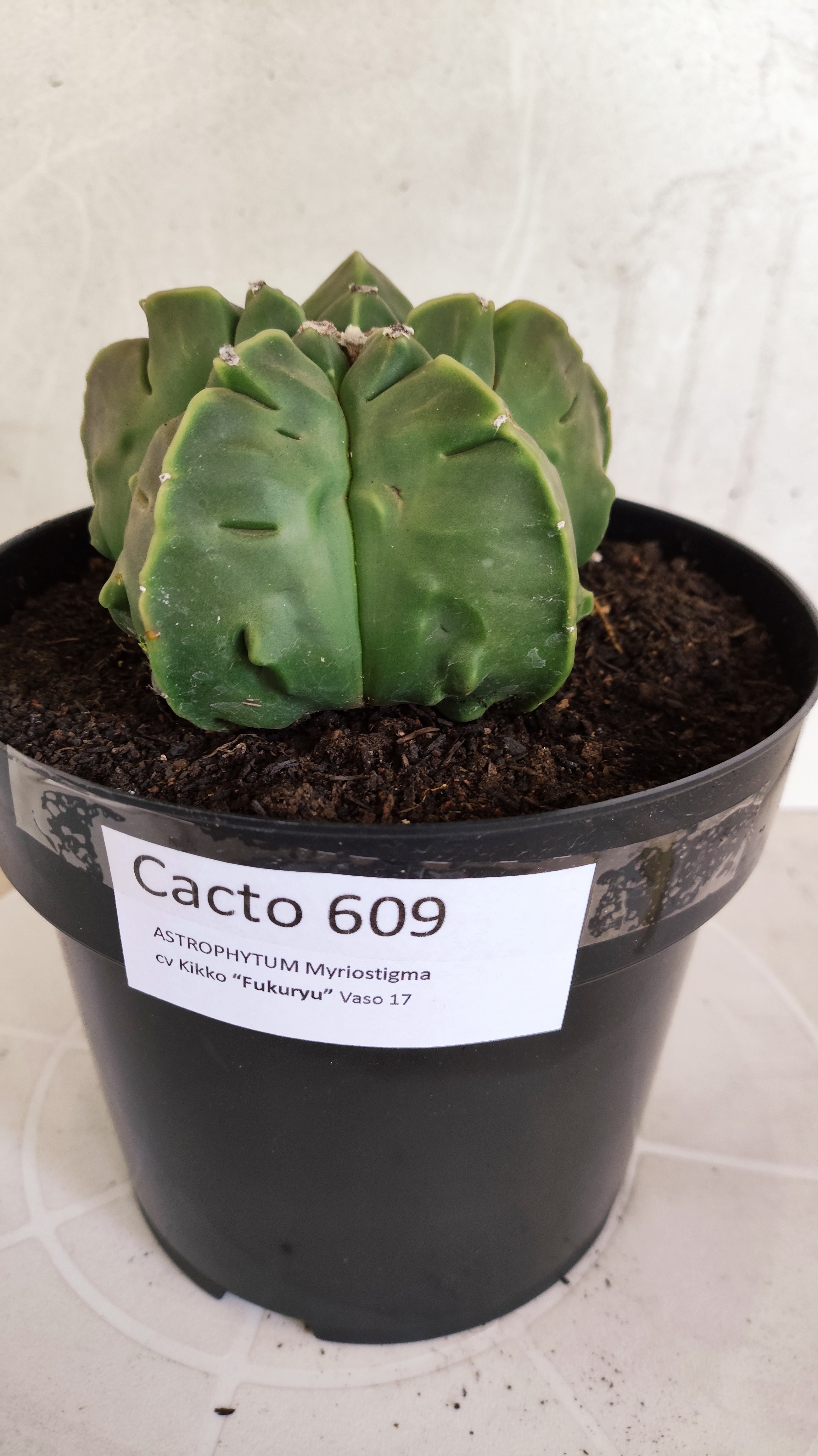 MATRIZ ASTROPHYTUM cv KIKKO "Fukuryu"  Nº 609 – vaso 17
