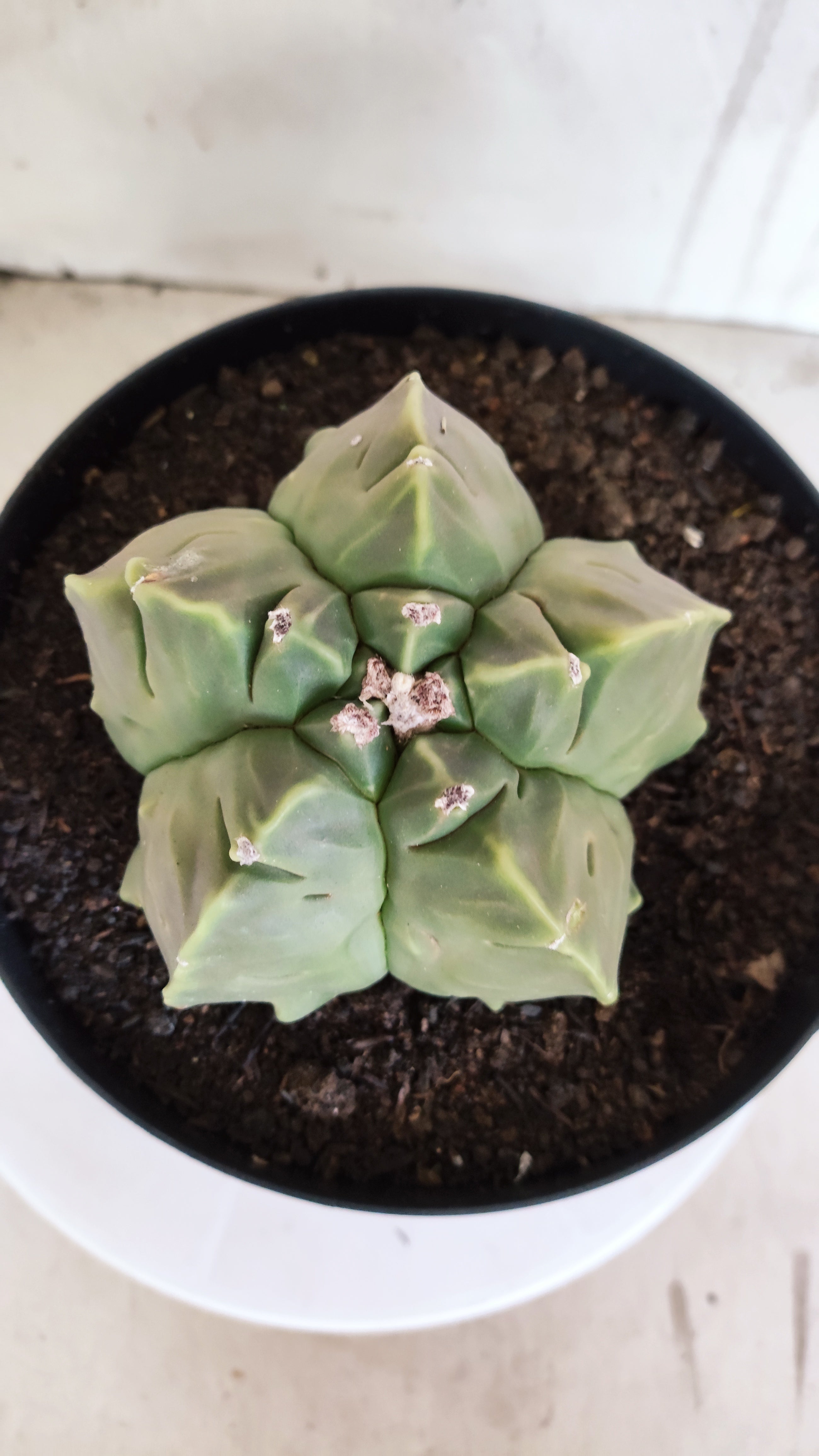 MATRIZ ASTROPHYTUM cv KIKKO "Fukuryu"  Nº 609 – vaso 17