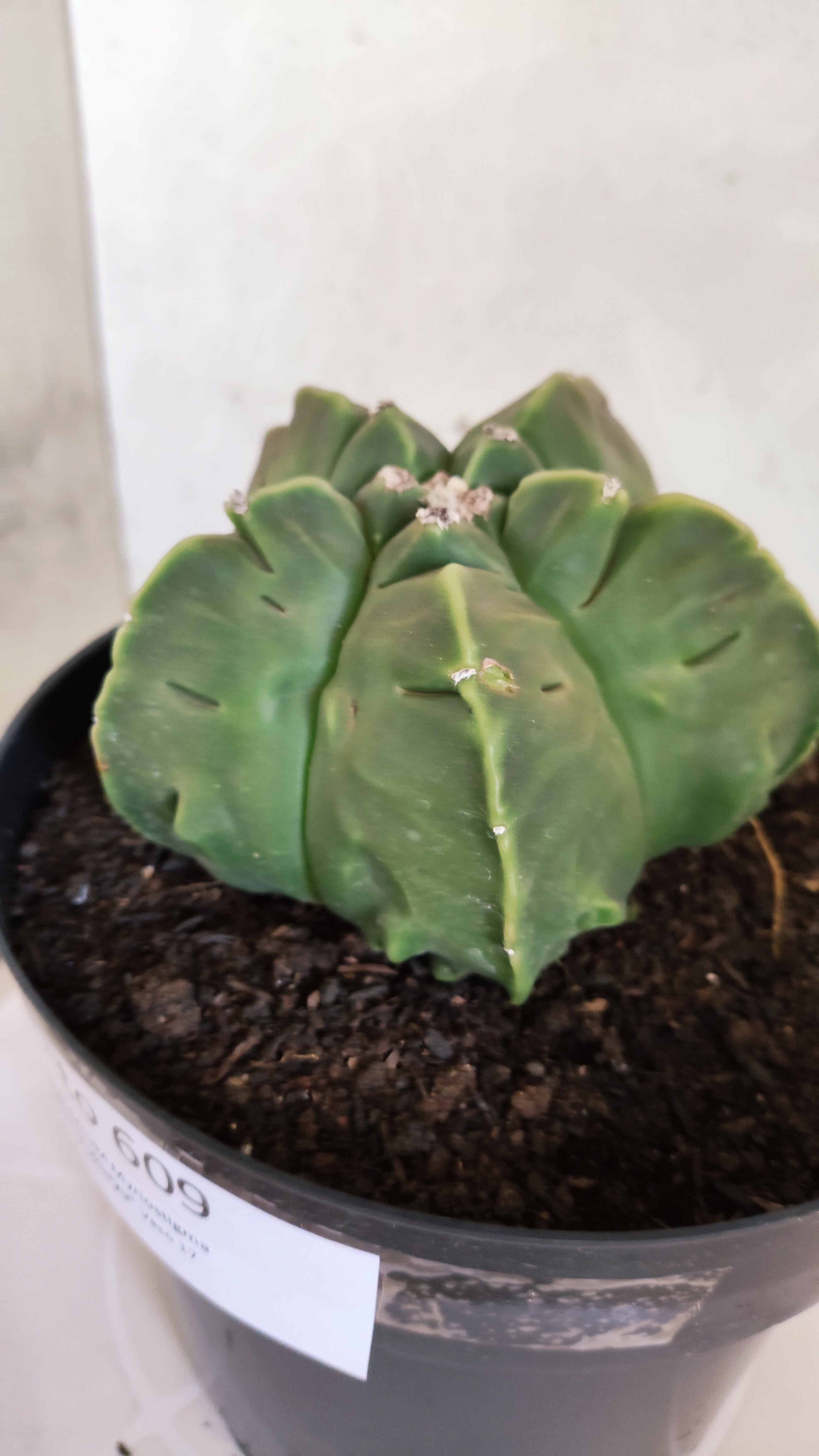 MATRIZ ASTROPHYTUM cv KIKKO "Fukuryu"  Nº 609 – vaso 17