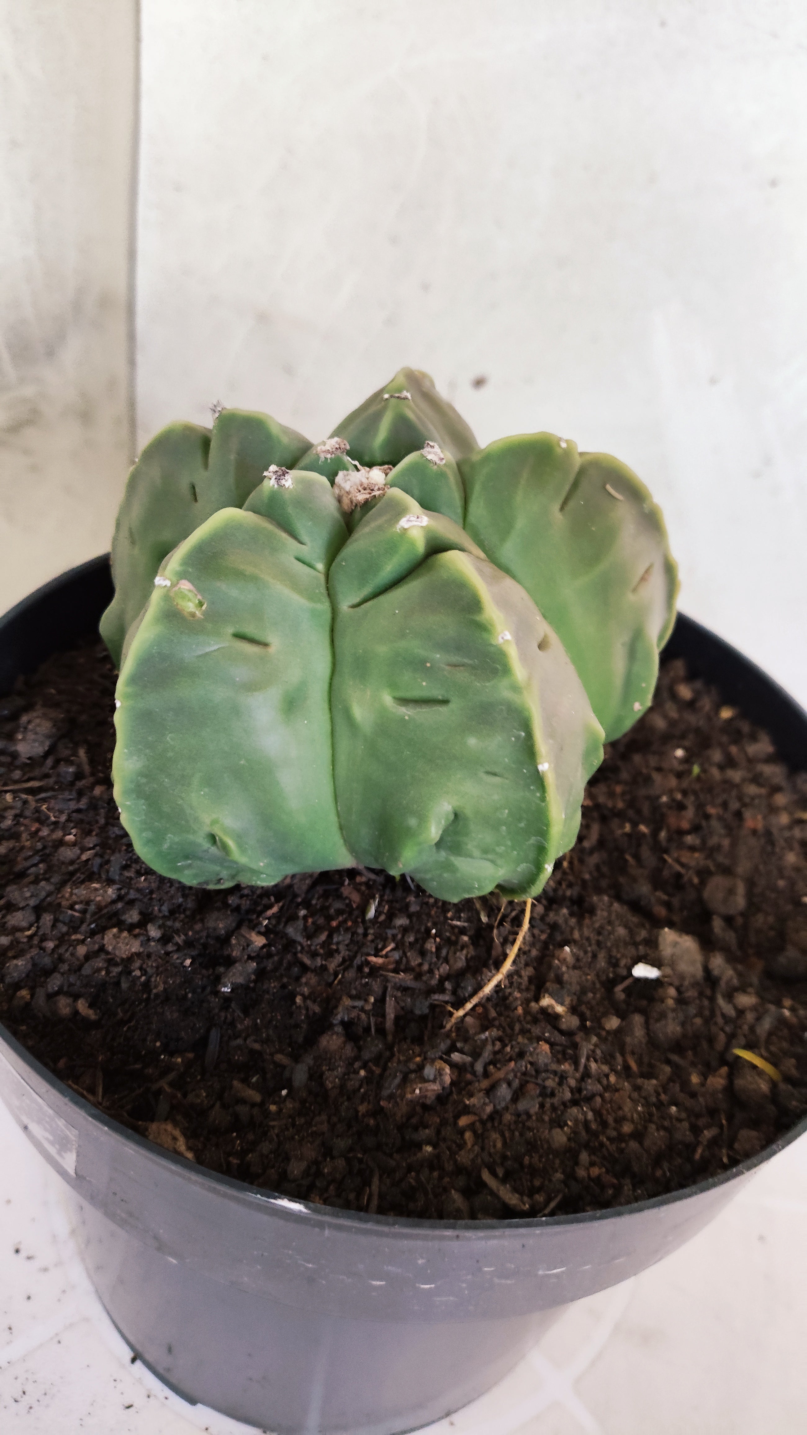 MATRIZ ASTROPHYTUM cv KIKKO "Fukuryu"  Nº 609 – vaso 17