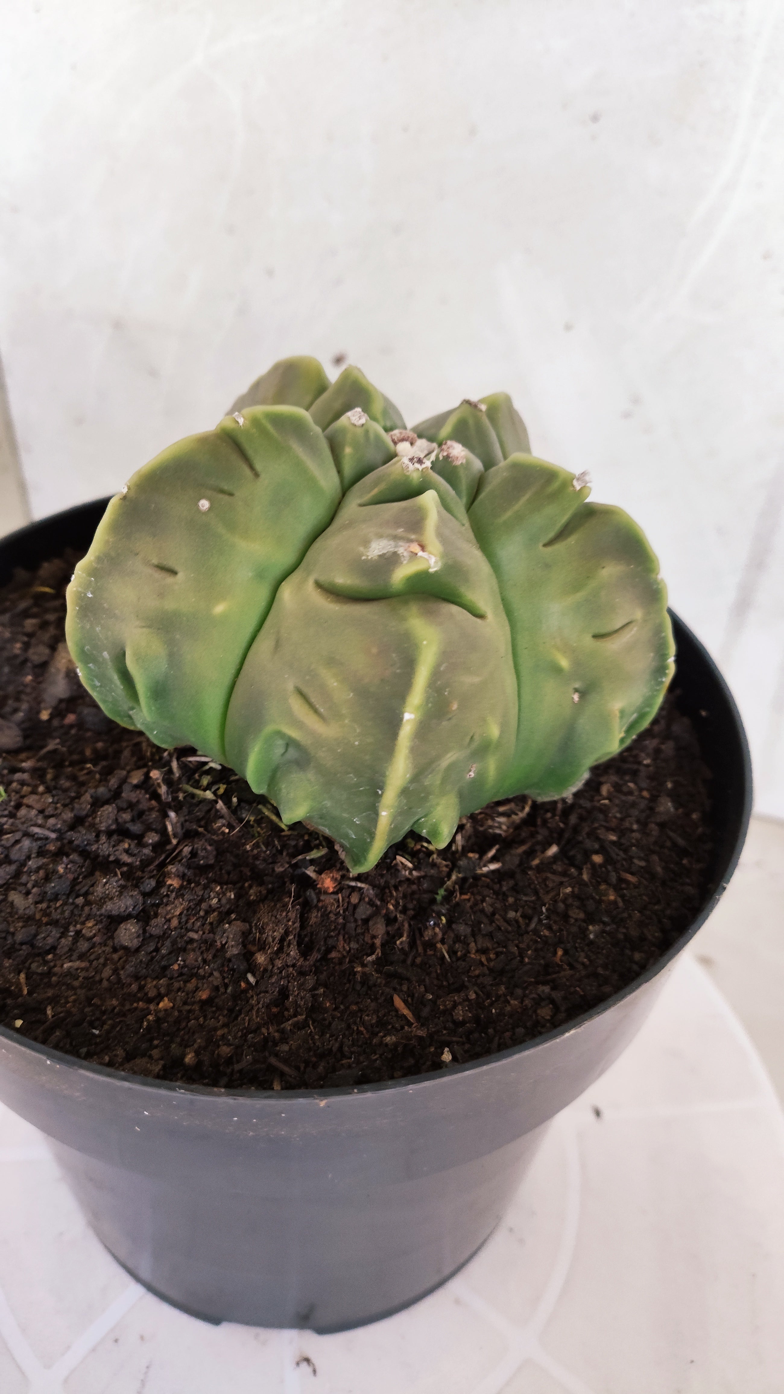 MATRIZ ASTROPHYTUM cv KIKKO "Fukuryu"  Nº 609 – vaso 17