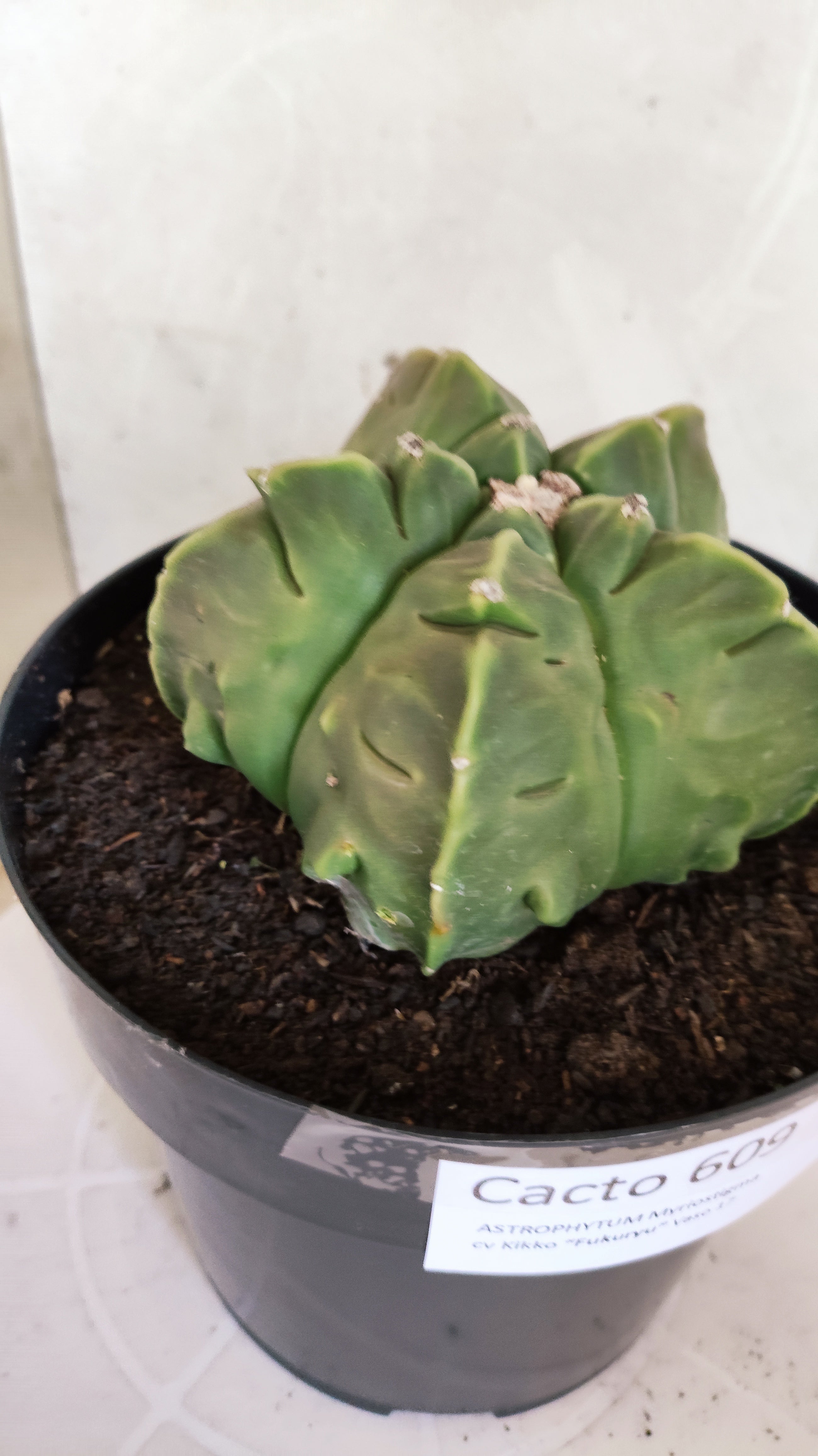 MATRIZ ASTROPHYTUM cv KIKKO "Fukuryu"  Nº 609 – vaso 17