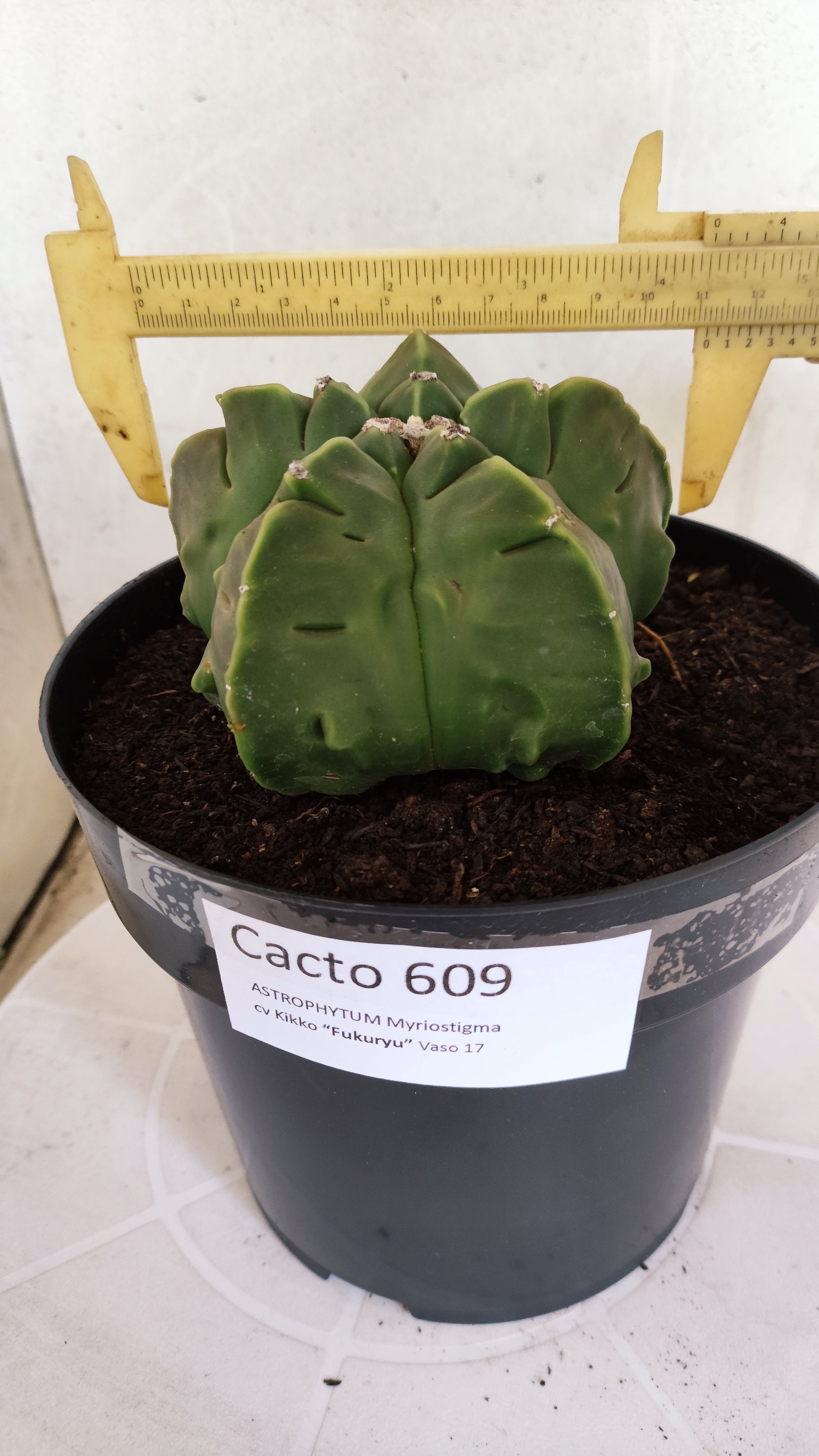 MATRIZ ASTROPHYTUM cv KIKKO "Fukuryu"  Nº 609 – vaso 17