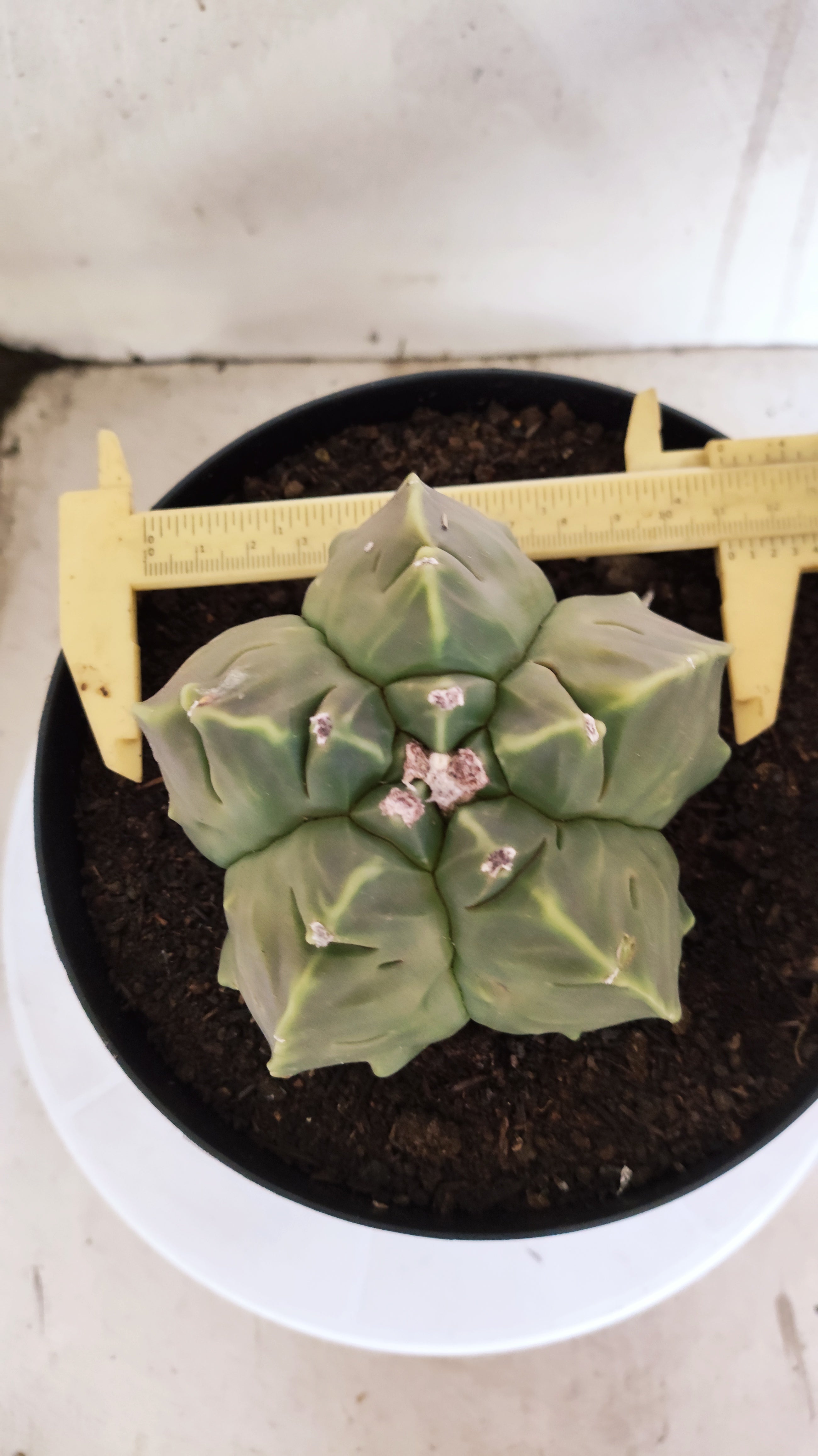 MATRIZ ASTROPHYTUM cv KIKKO "Fukuryu"  Nº 609 – vaso 17