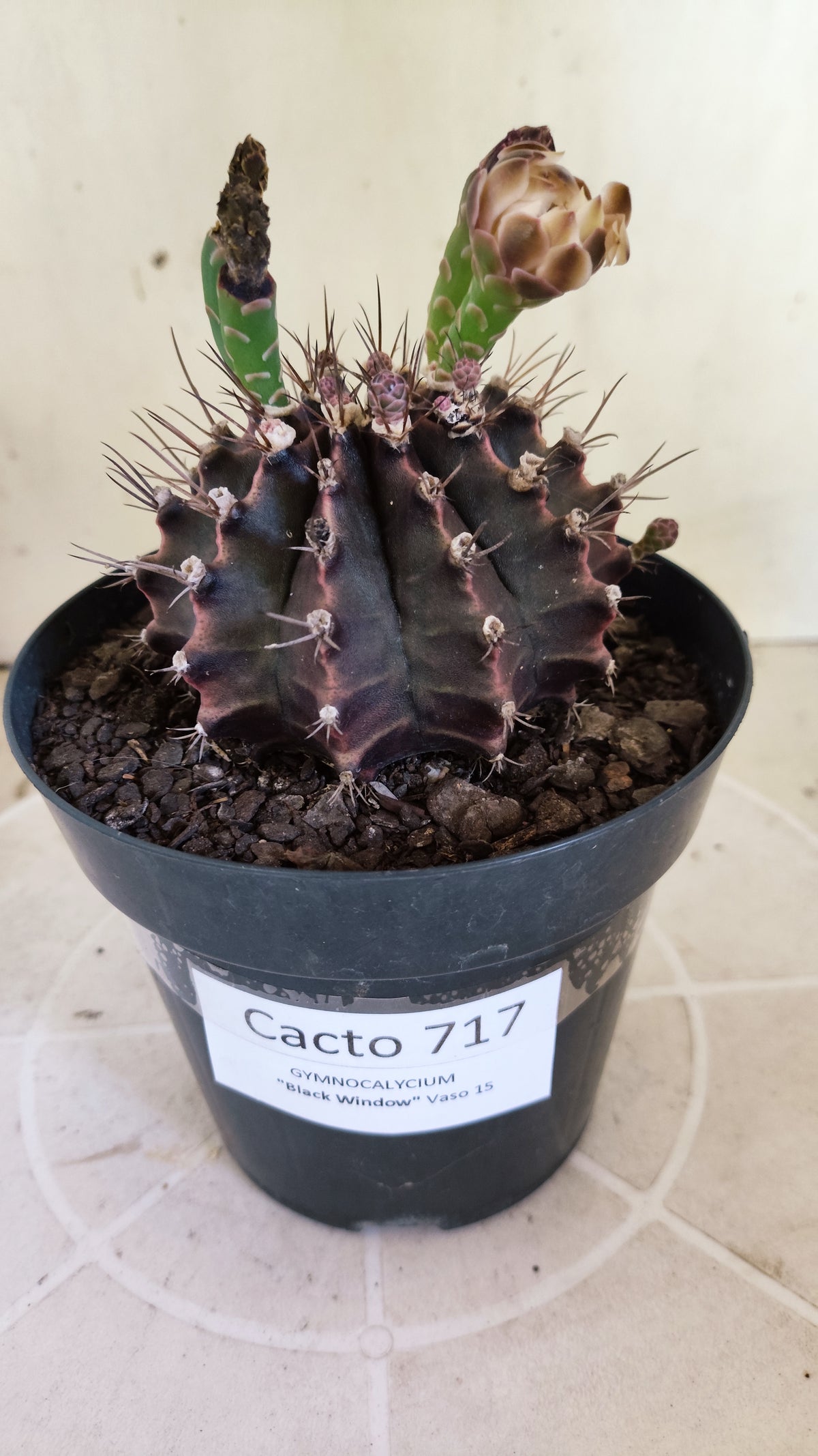 Matriz GYMNOCALYCIUM  "Black Window" - Nº 717 – vaso 15