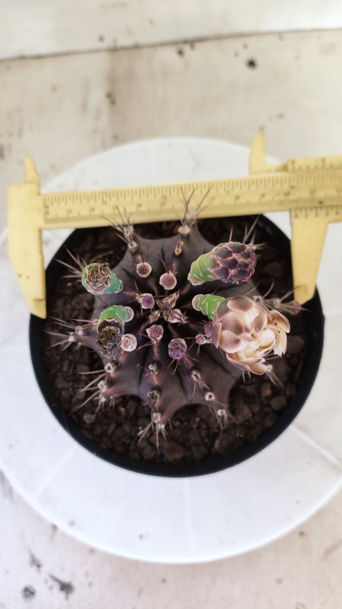 Matriz GYMNOCALYCIUM  "Black Window" - Nº 717 – vaso 15