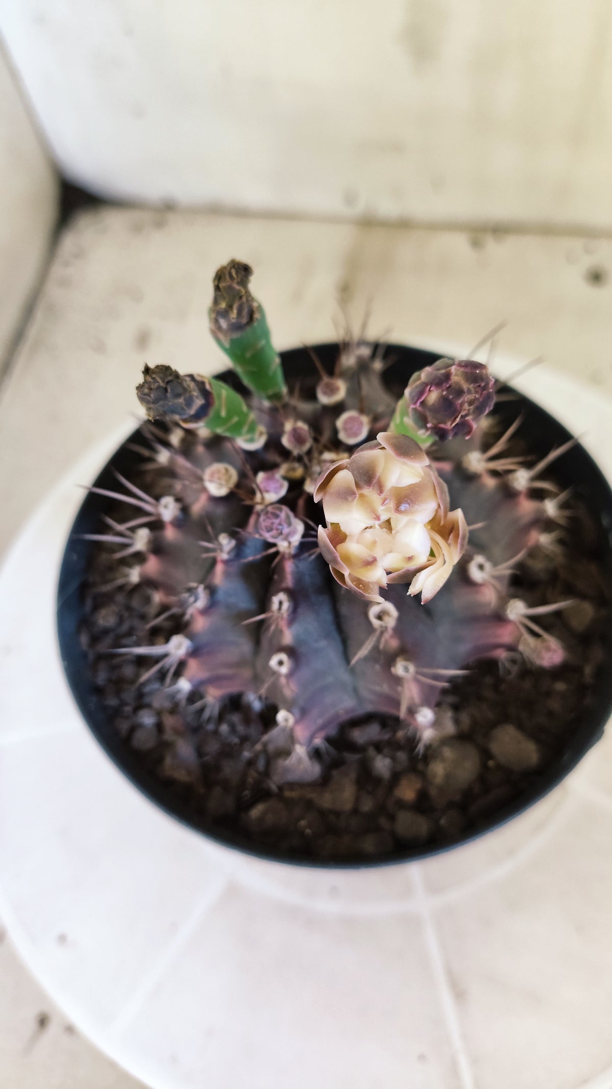 Matriz GYMNOCALYCIUM  "Black Window" - Nº 717 – vaso 15