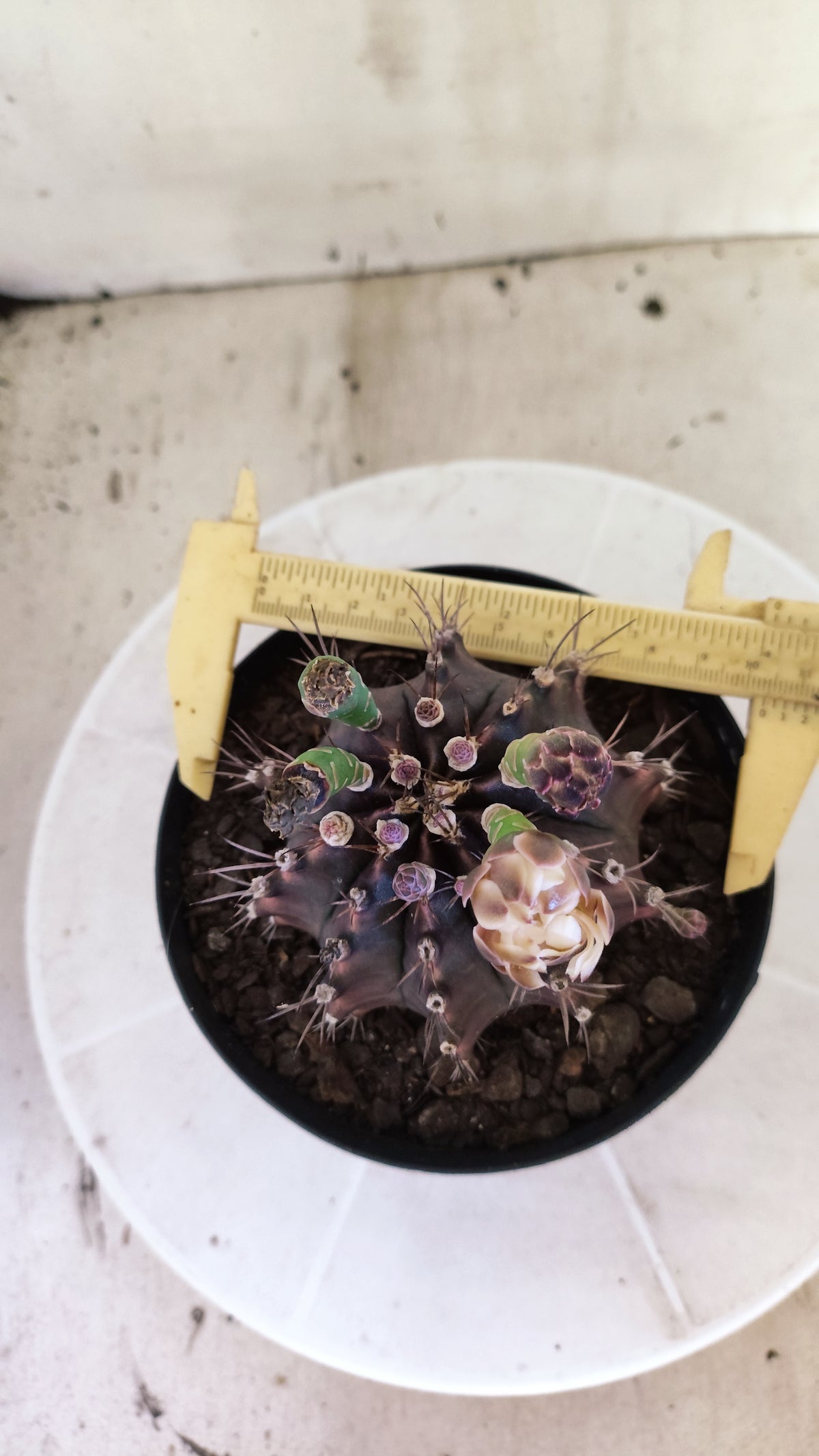 Matriz GYMNOCALYCIUM  "Black Window" - Nº 717 – vaso 15