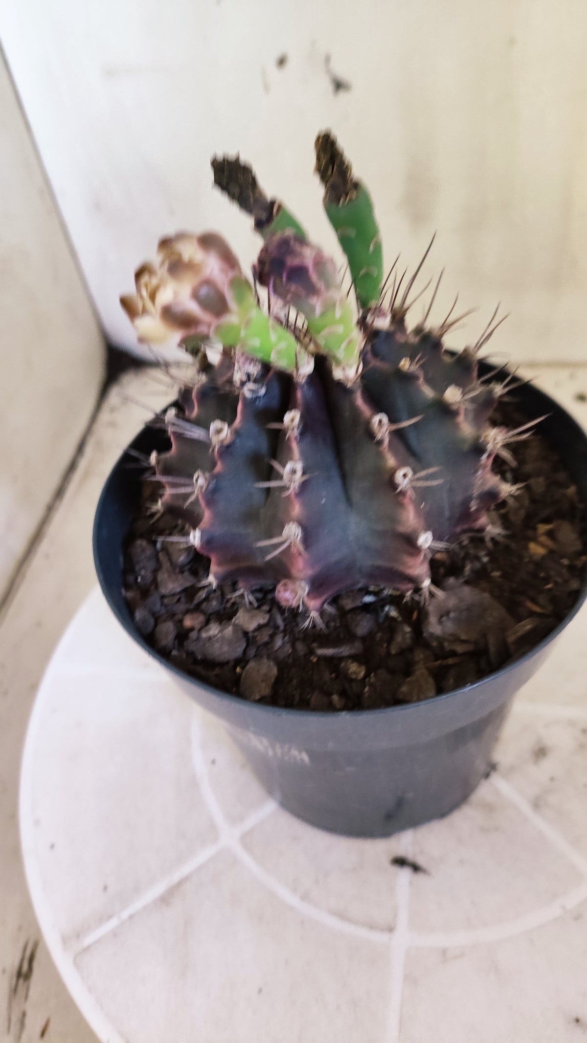Matriz GYMNOCALYCIUM  "Black Window" - Nº 717 – vaso 15