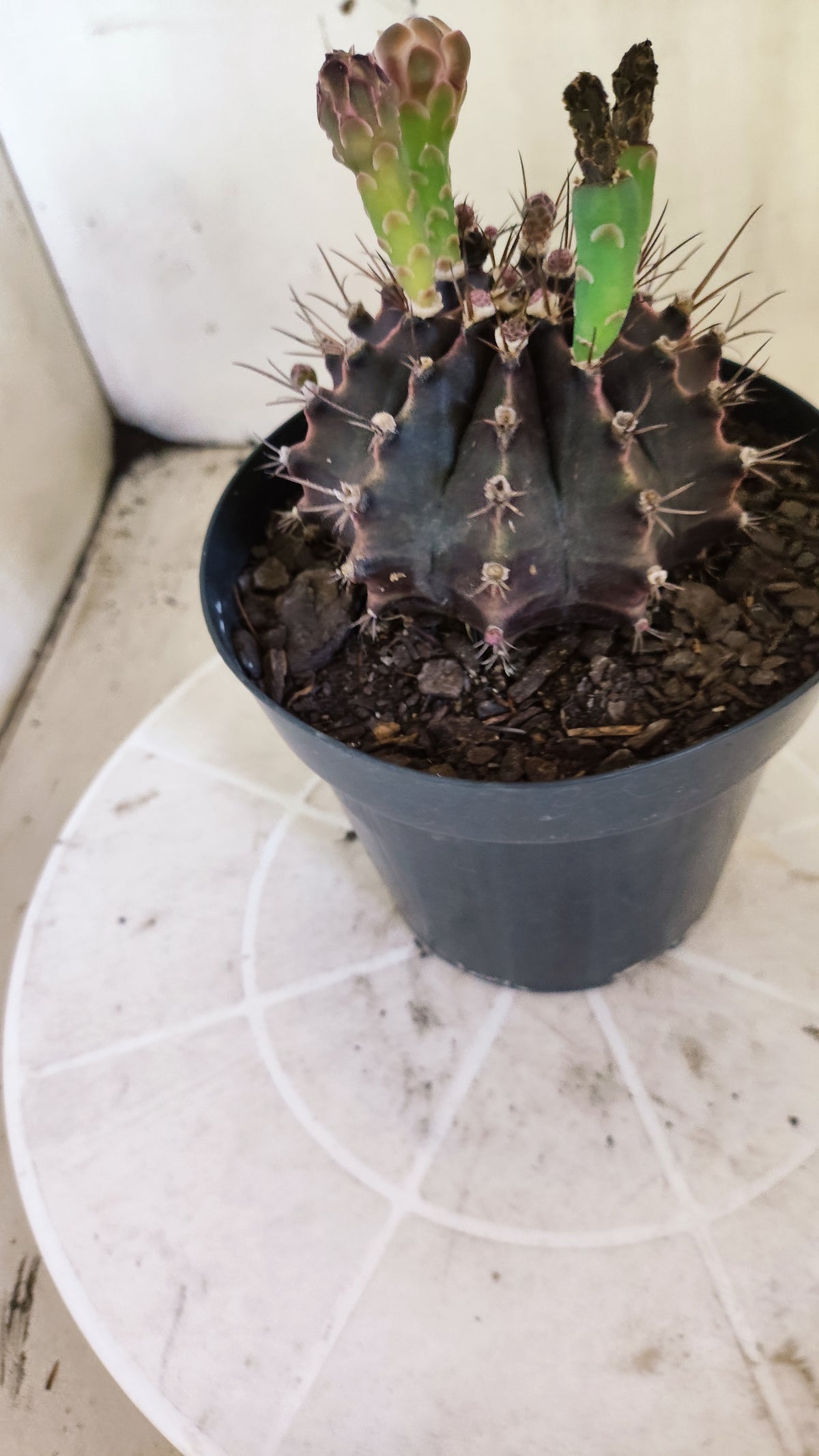 Matriz GYMNOCALYCIUM  "Black Window" - Nº 717 – vaso 15