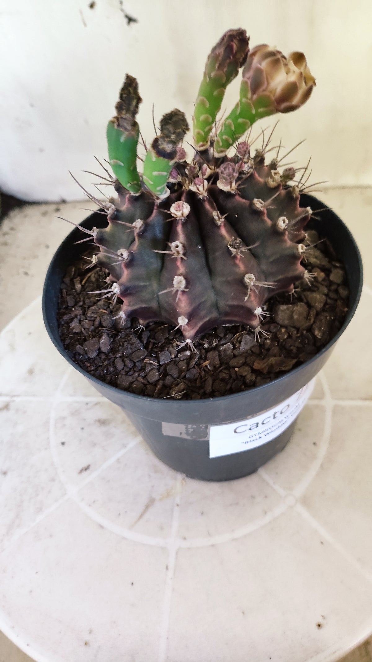 Matriz GYMNOCALYCIUM  "Black Window" - Nº 717 – vaso 15