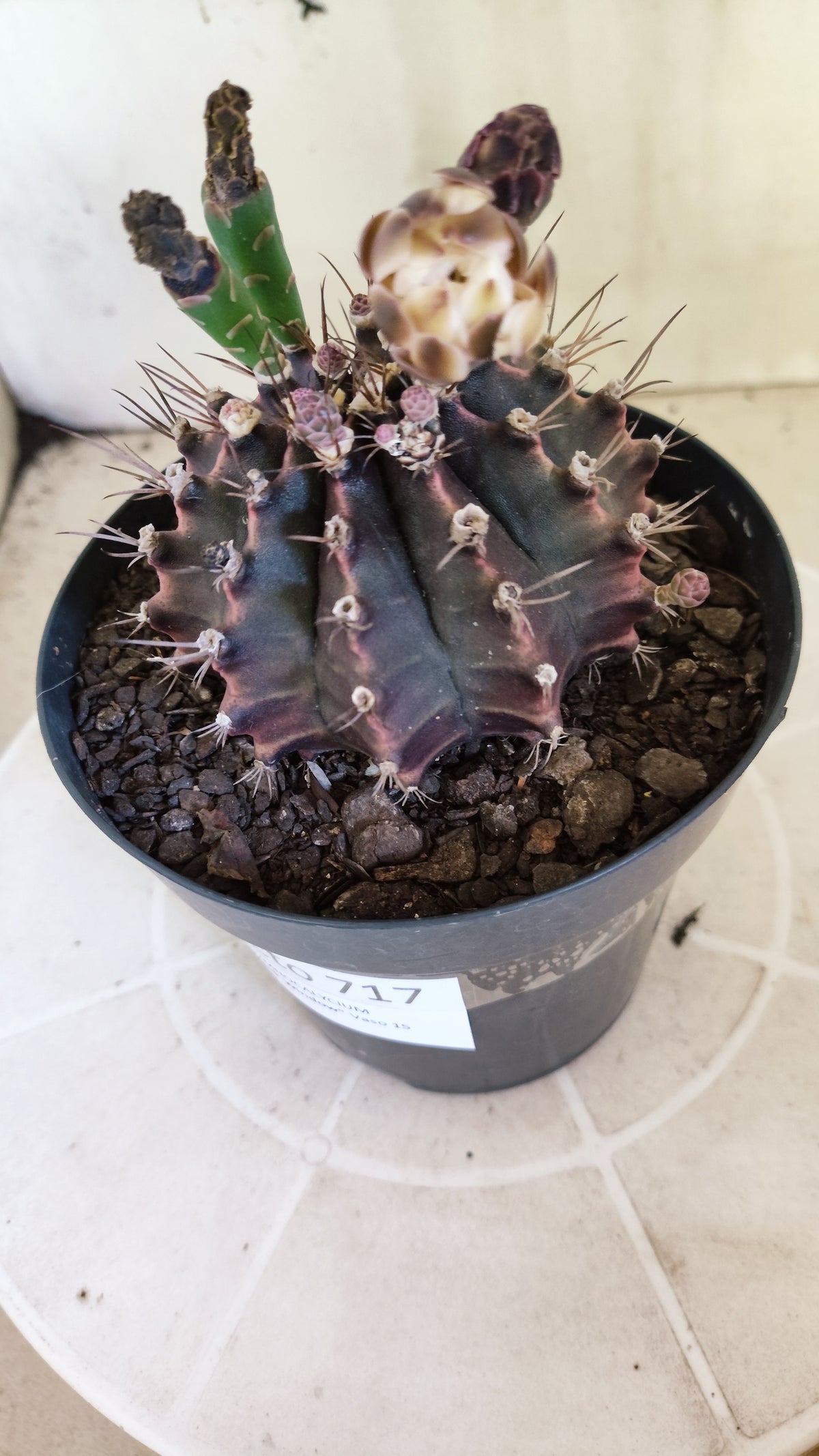 Matriz GYMNOCALYCIUM  "Black Window" - Nº 717 – vaso 15