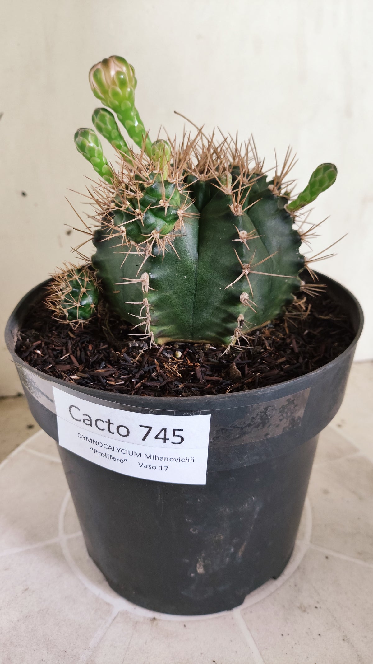 Matriz GYMNOCALYCIUM Mihanovichii "Prolifero" Nº 745 – vaso 17
