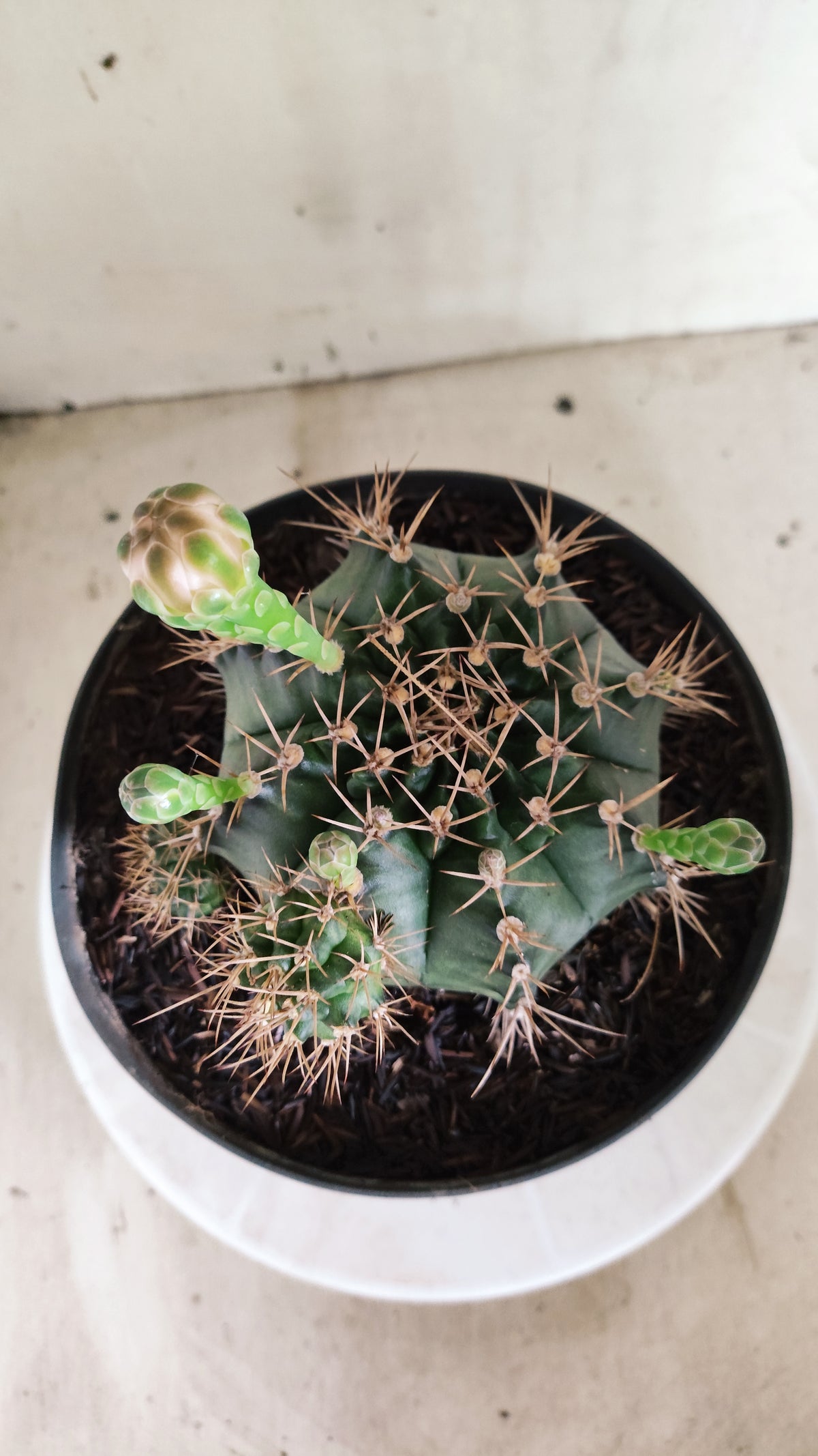 Matriz GYMNOCALYCIUM Mihanovichii "Prolifero" Nº 745 – vaso 17
