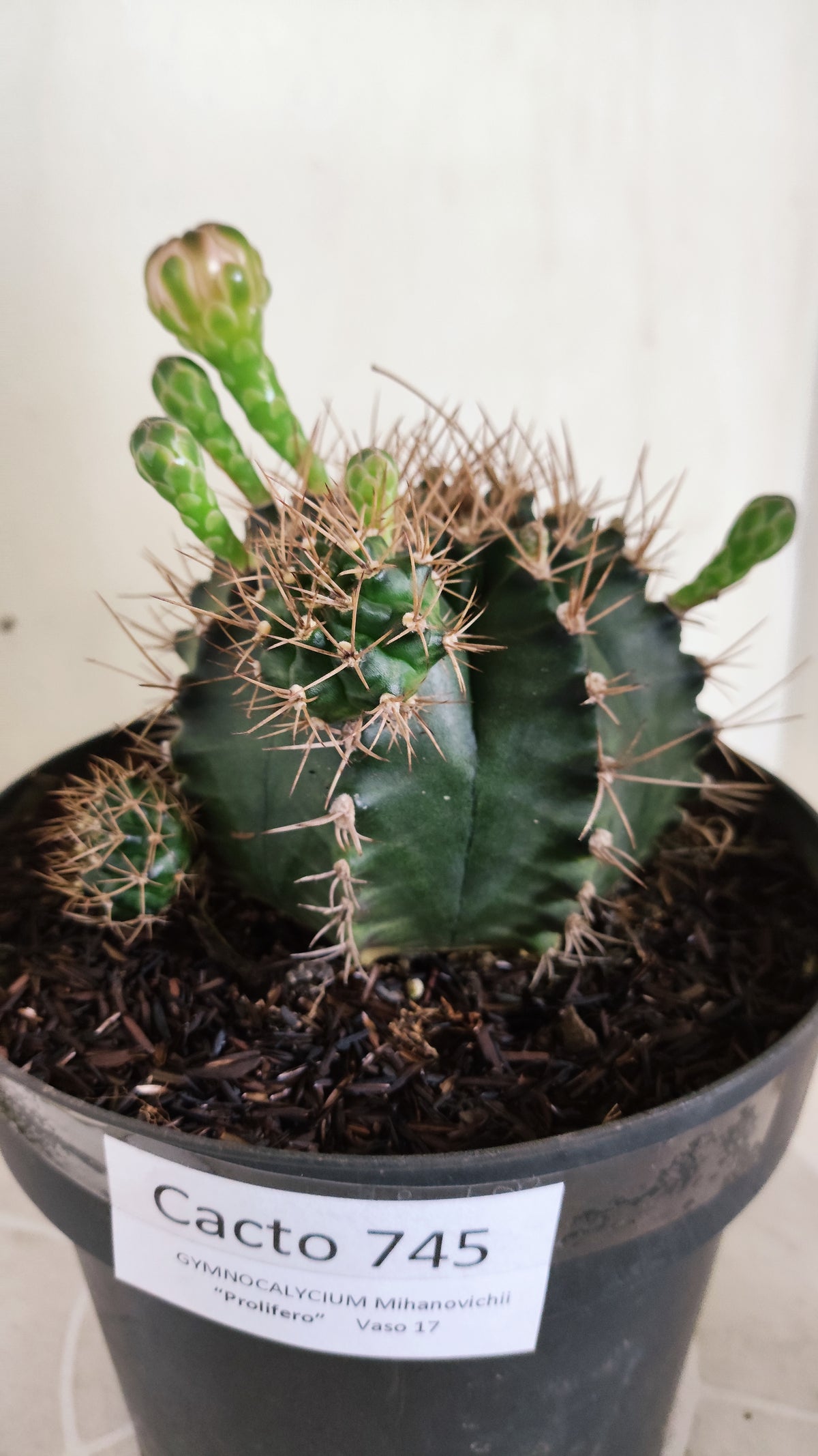 Matriz GYMNOCALYCIUM Mihanovichii "Prolifero" Nº 745 – vaso 17