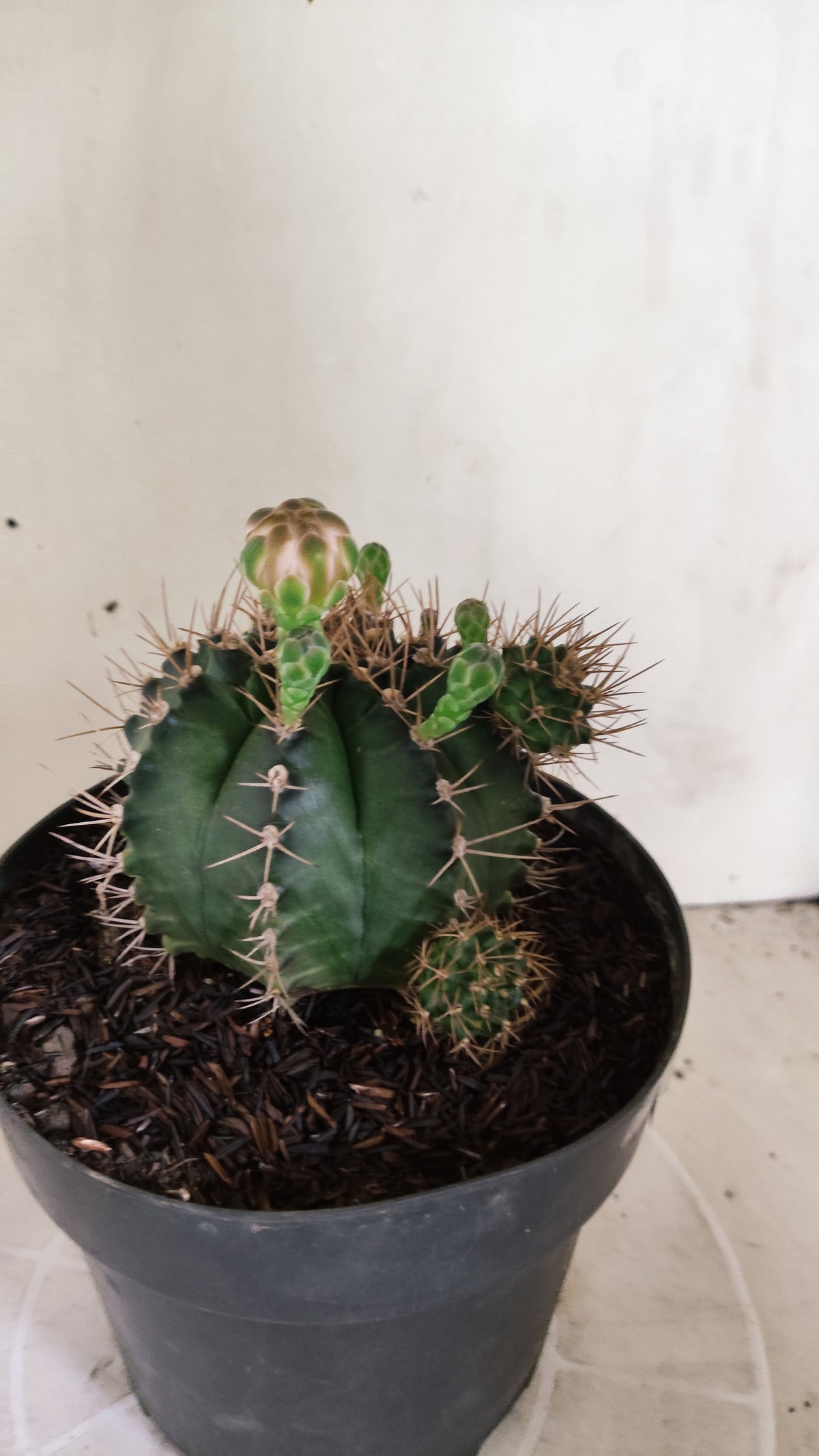 Matriz GYMNOCALYCIUM Mihanovichii "Prolifero" Nº 745 – vaso 17