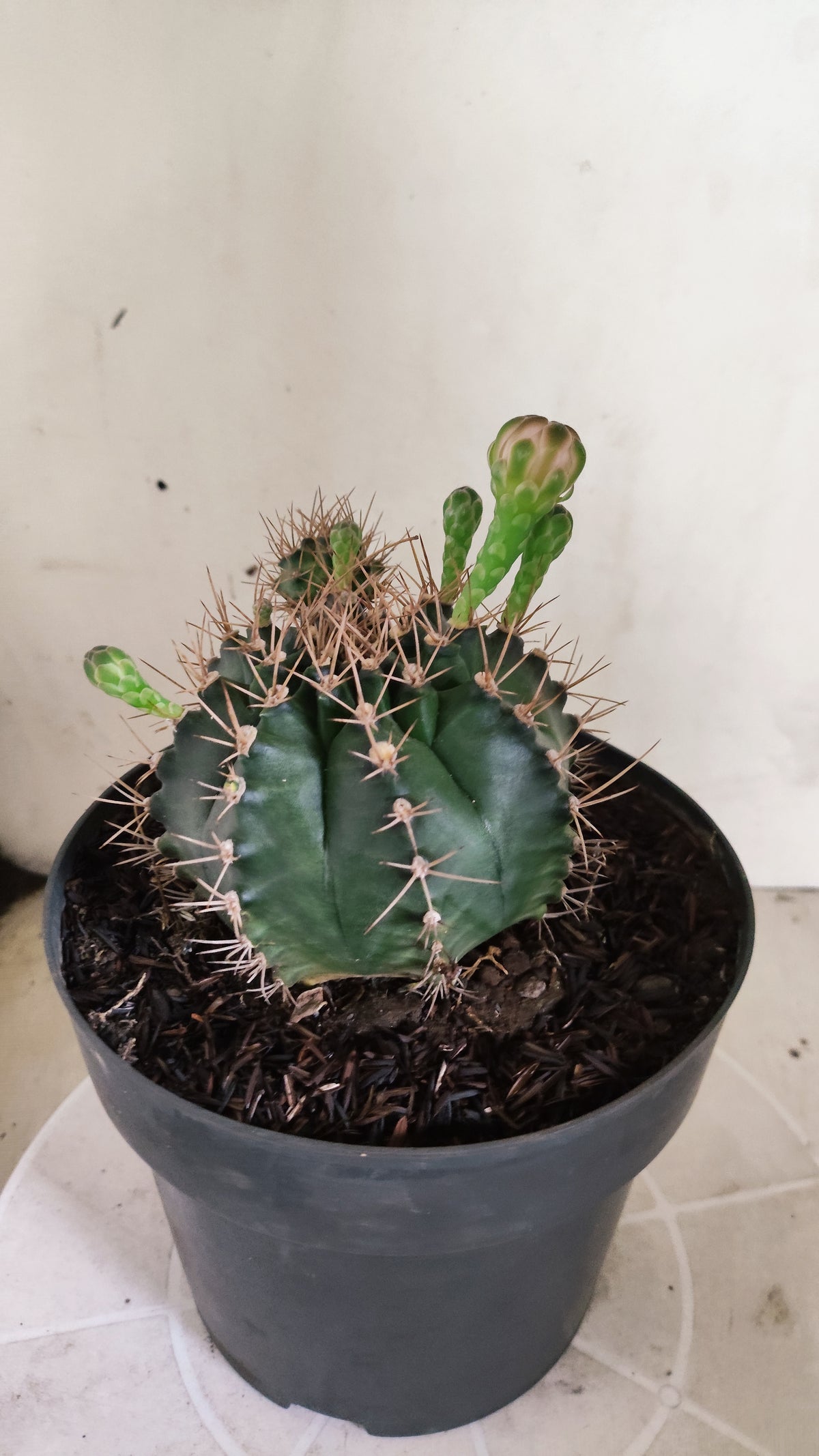 Matriz GYMNOCALYCIUM Mihanovichii "Prolifero" Nº 745 – vaso 17