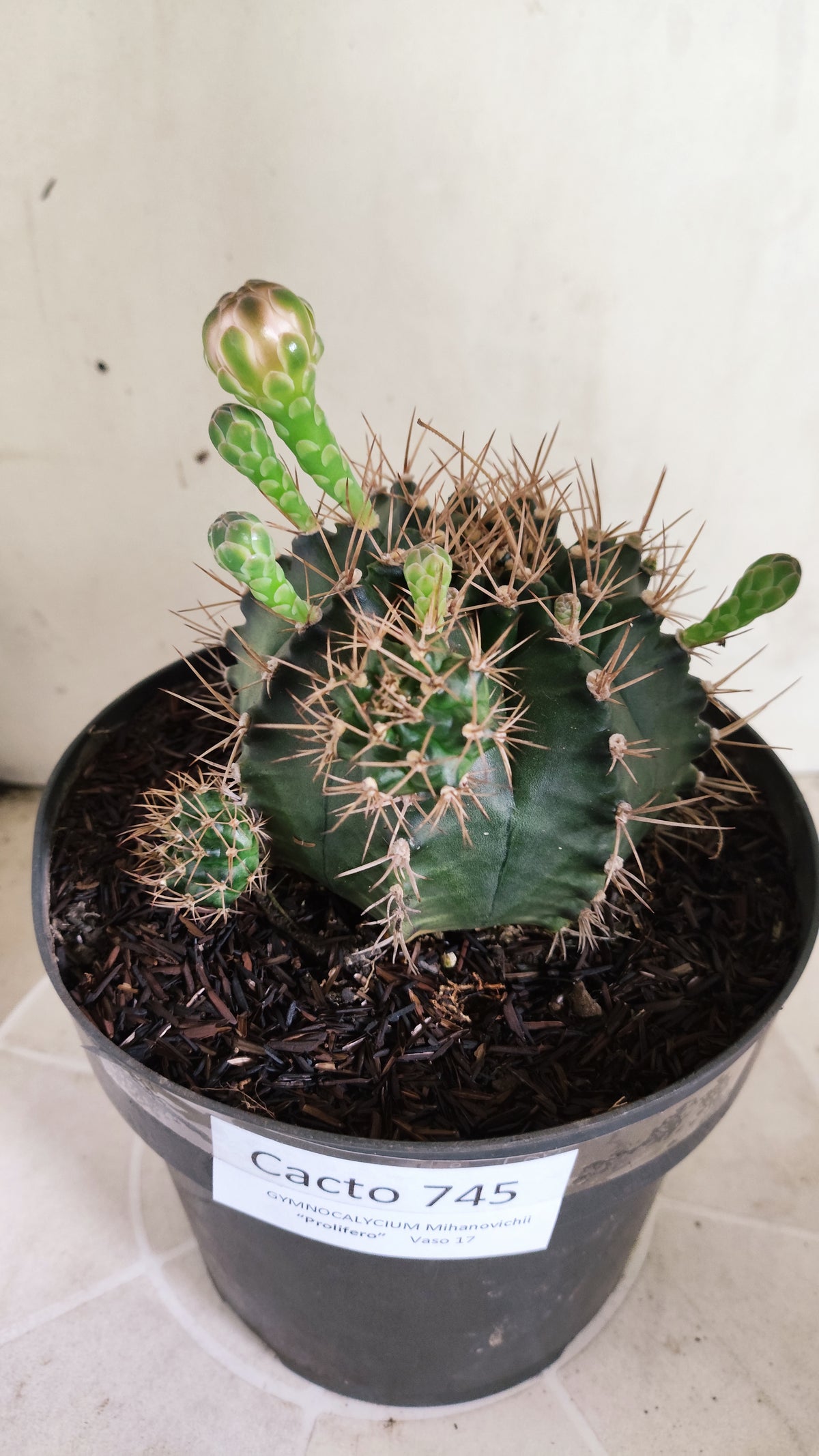 Matriz GYMNOCALYCIUM Mihanovichii "Prolifero" Nº 745 – vaso 17