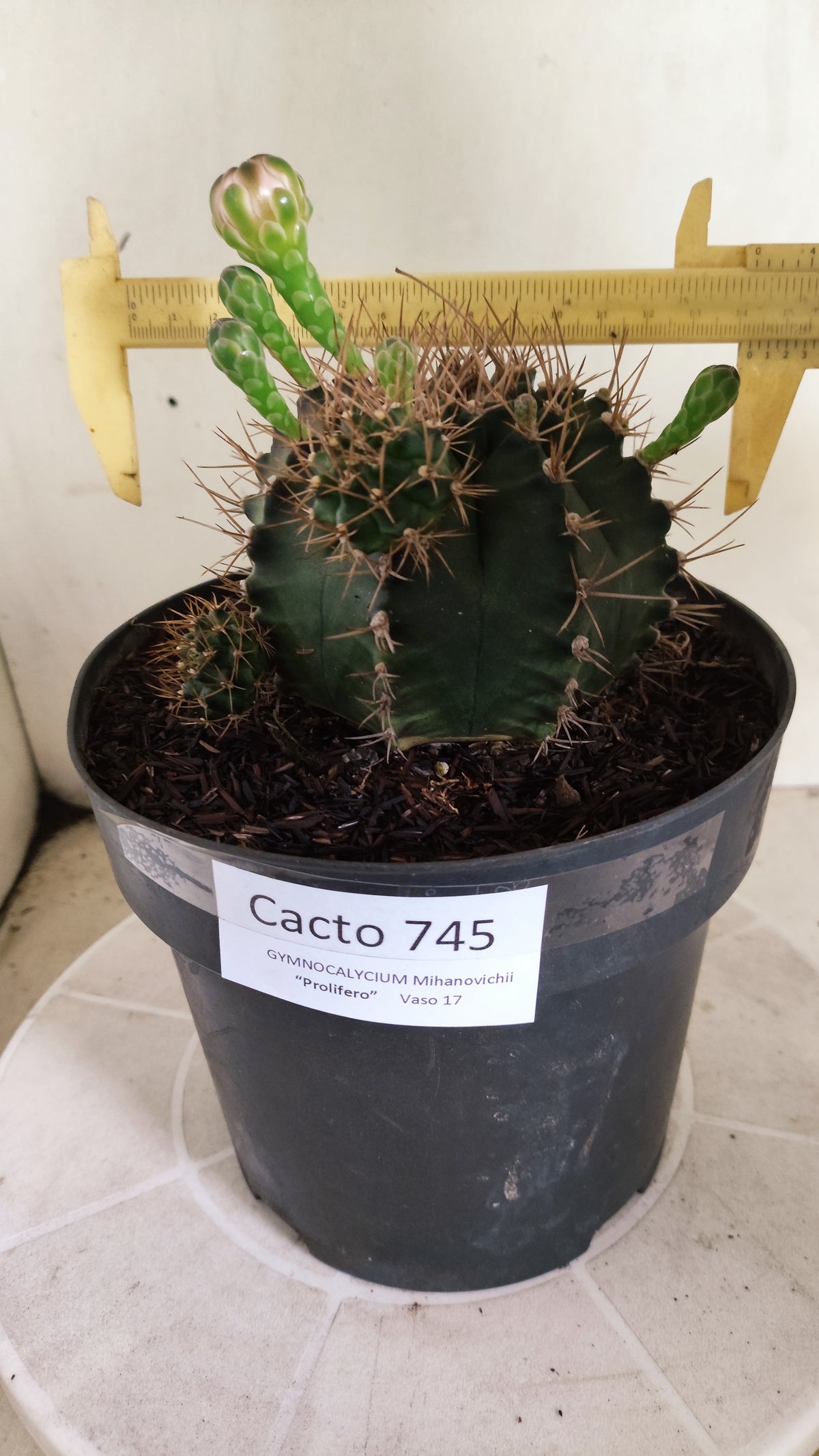 Matriz GYMNOCALYCIUM Mihanovichii "Prolifero" Nº 745 – vaso 17