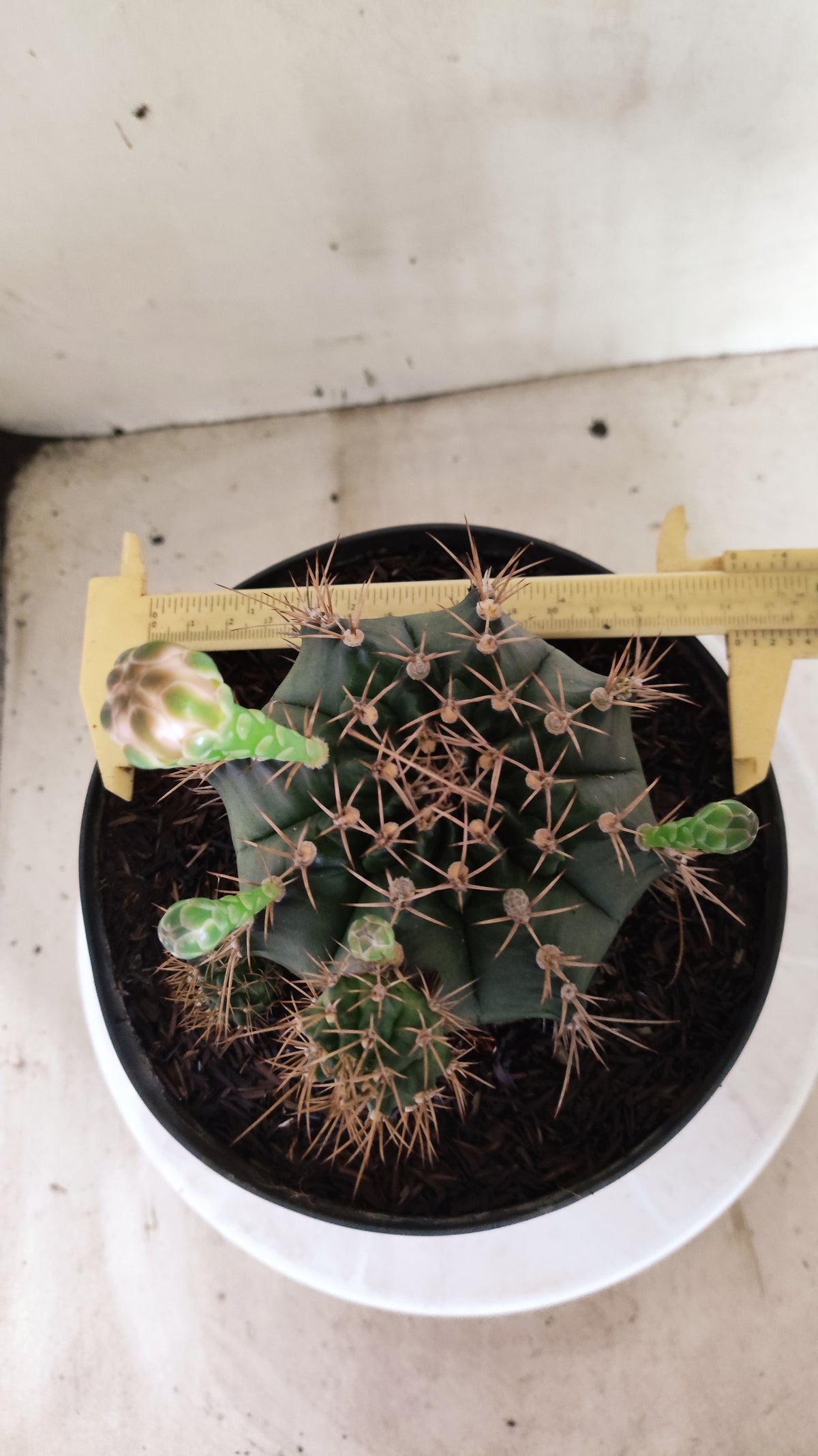 Matriz GYMNOCALYCIUM Mihanovichii "Prolifero" Nº 745 – vaso 17