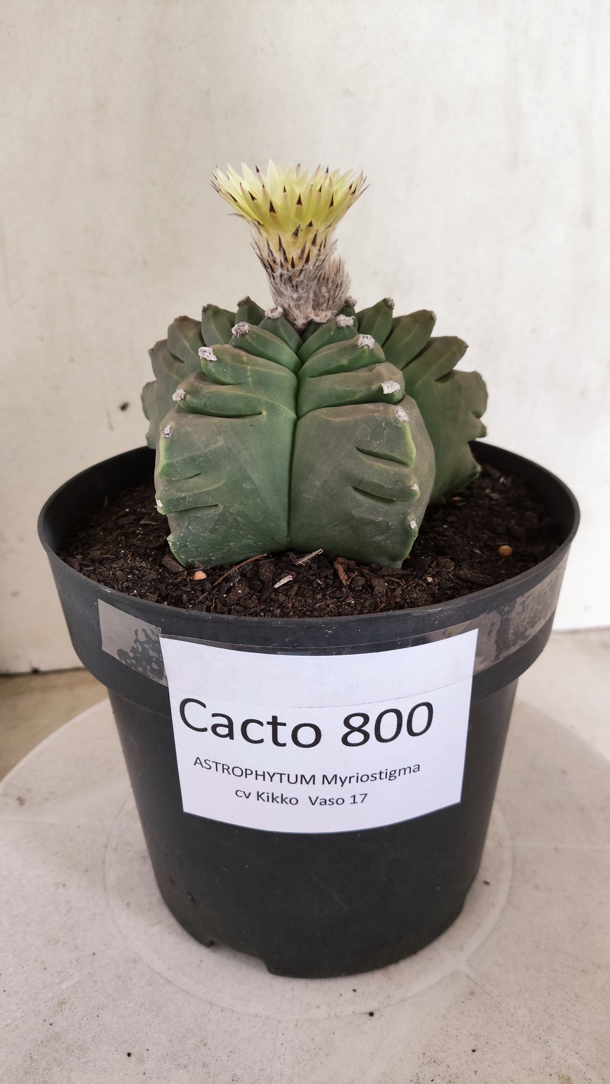 Matriz ASTROPHYTUM cv KIKKO   Nº 800 – vaso 17