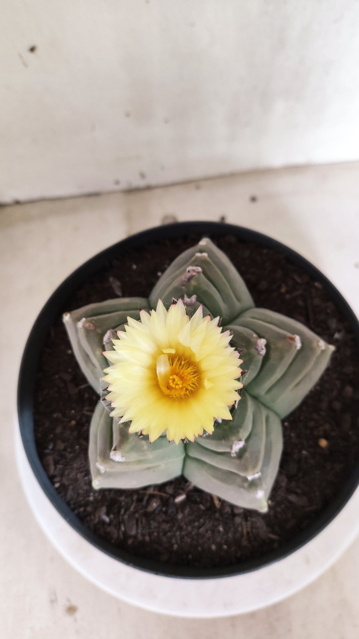 Matriz ASTROPHYTUM cv KIKKO   Nº 800 – vaso 17