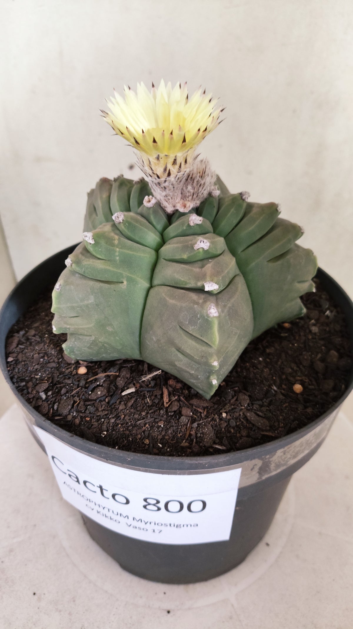 Matriz ASTROPHYTUM cv KIKKO   Nº 800 – vaso 17