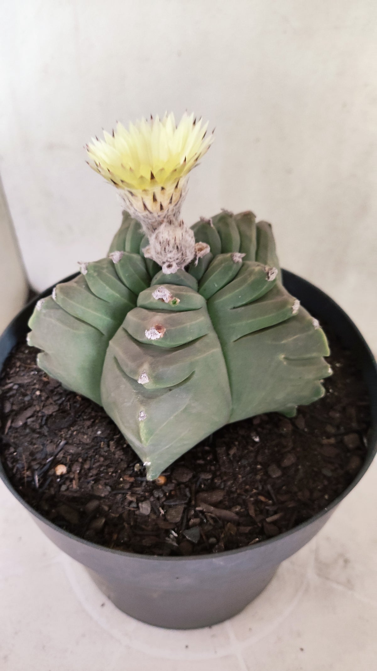 Matriz ASTROPHYTUM cv KIKKO   Nº 800 – vaso 17