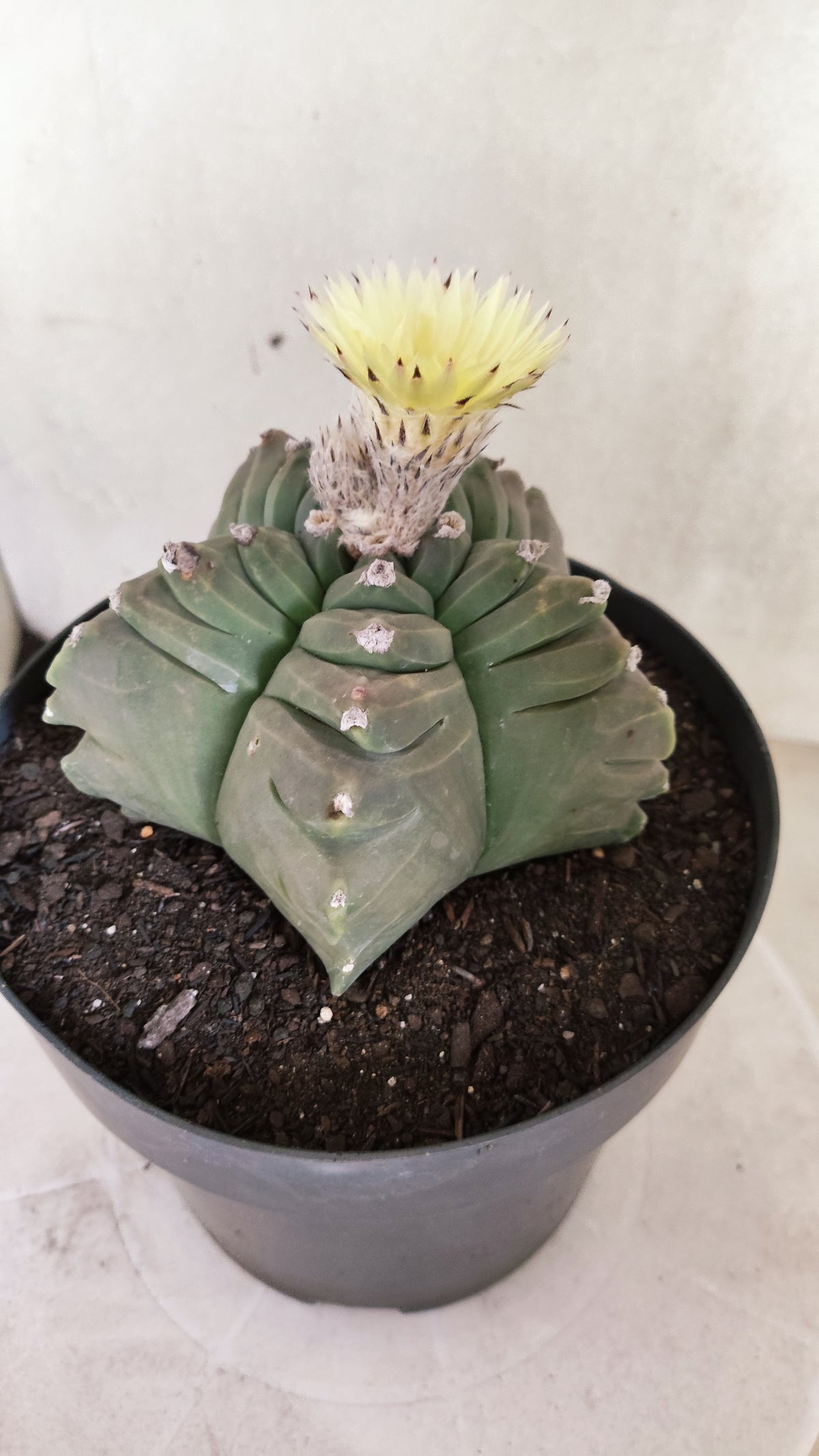 Matriz ASTROPHYTUM cv KIKKO   Nº 800 – vaso 17
