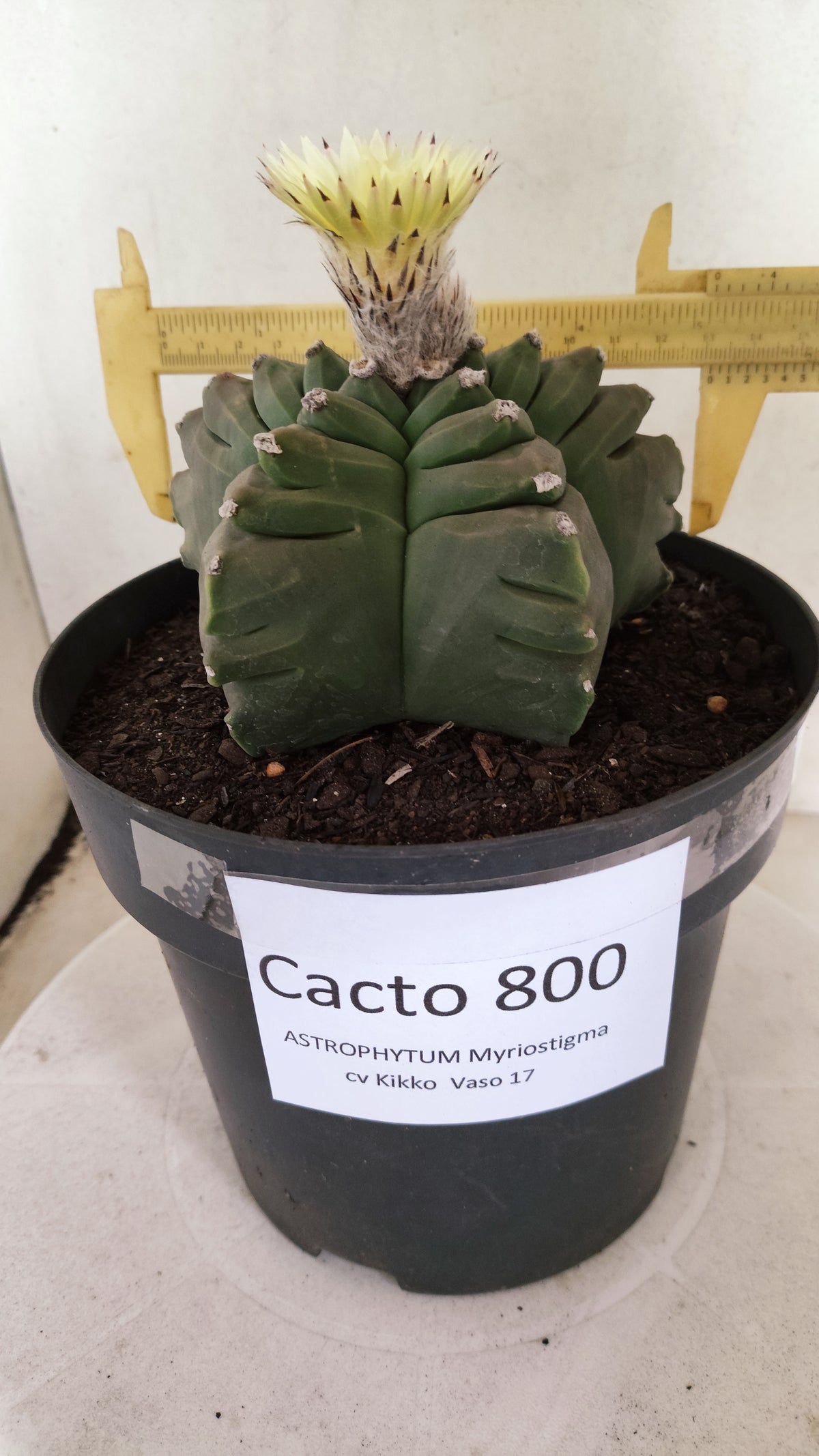 Matriz ASTROPHYTUM cv KIKKO   Nº 800 – vaso 17