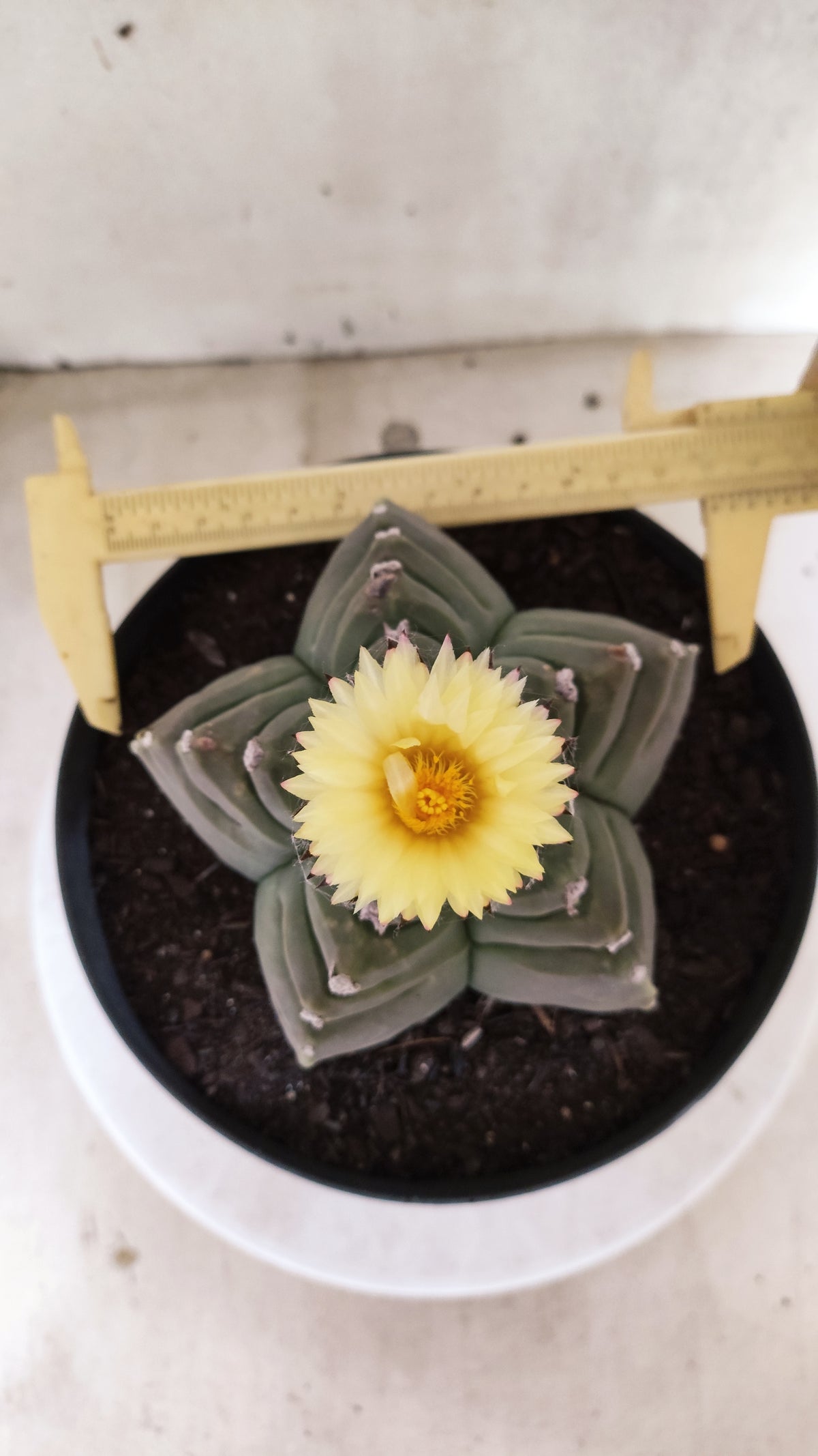 Matriz ASTROPHYTUM cv KIKKO   Nº 800 – vaso 17