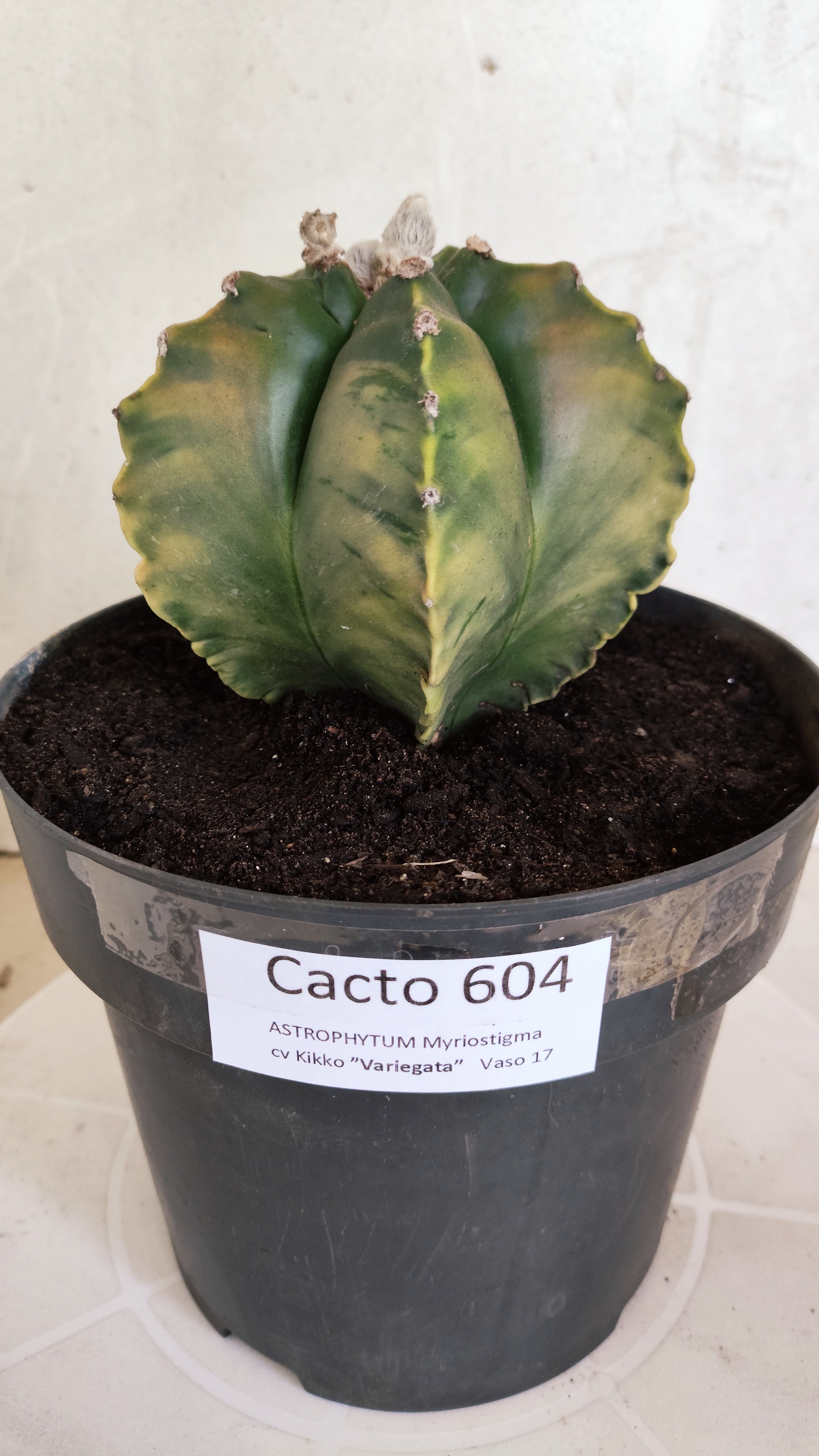 Matriz ASTROPHYTUM cv KIKKO Nº 604 "Variegata" - vaso 17