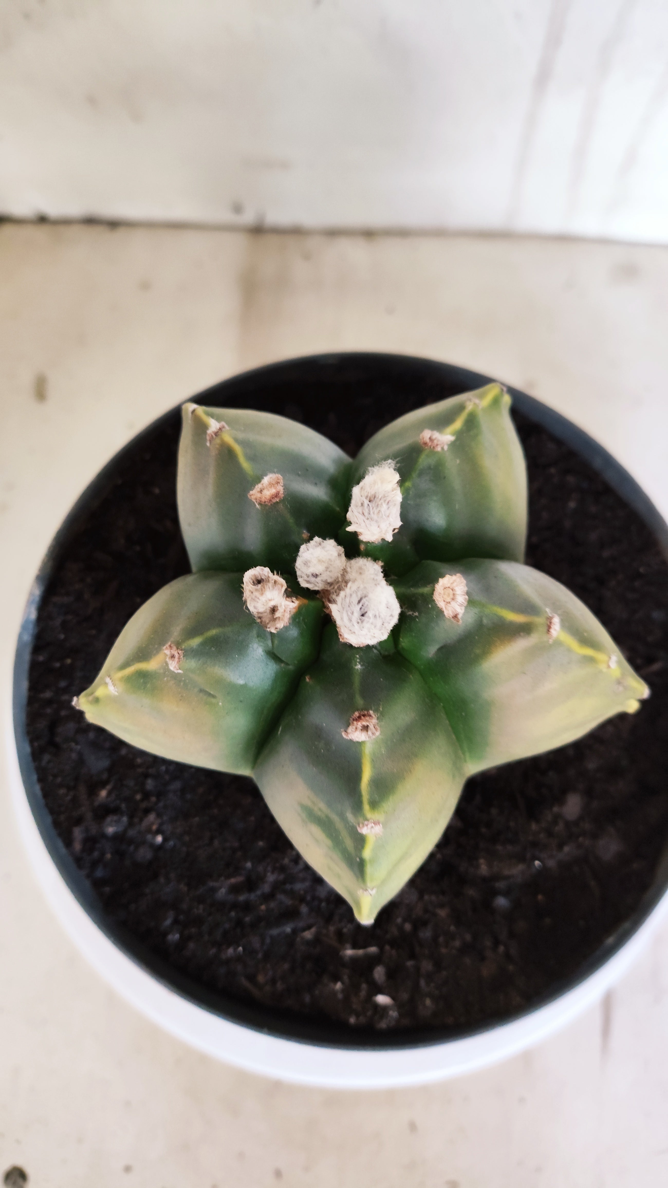 Matriz ASTROPHYTUM cv KIKKO Nº 604 "Variegata" - vaso 17