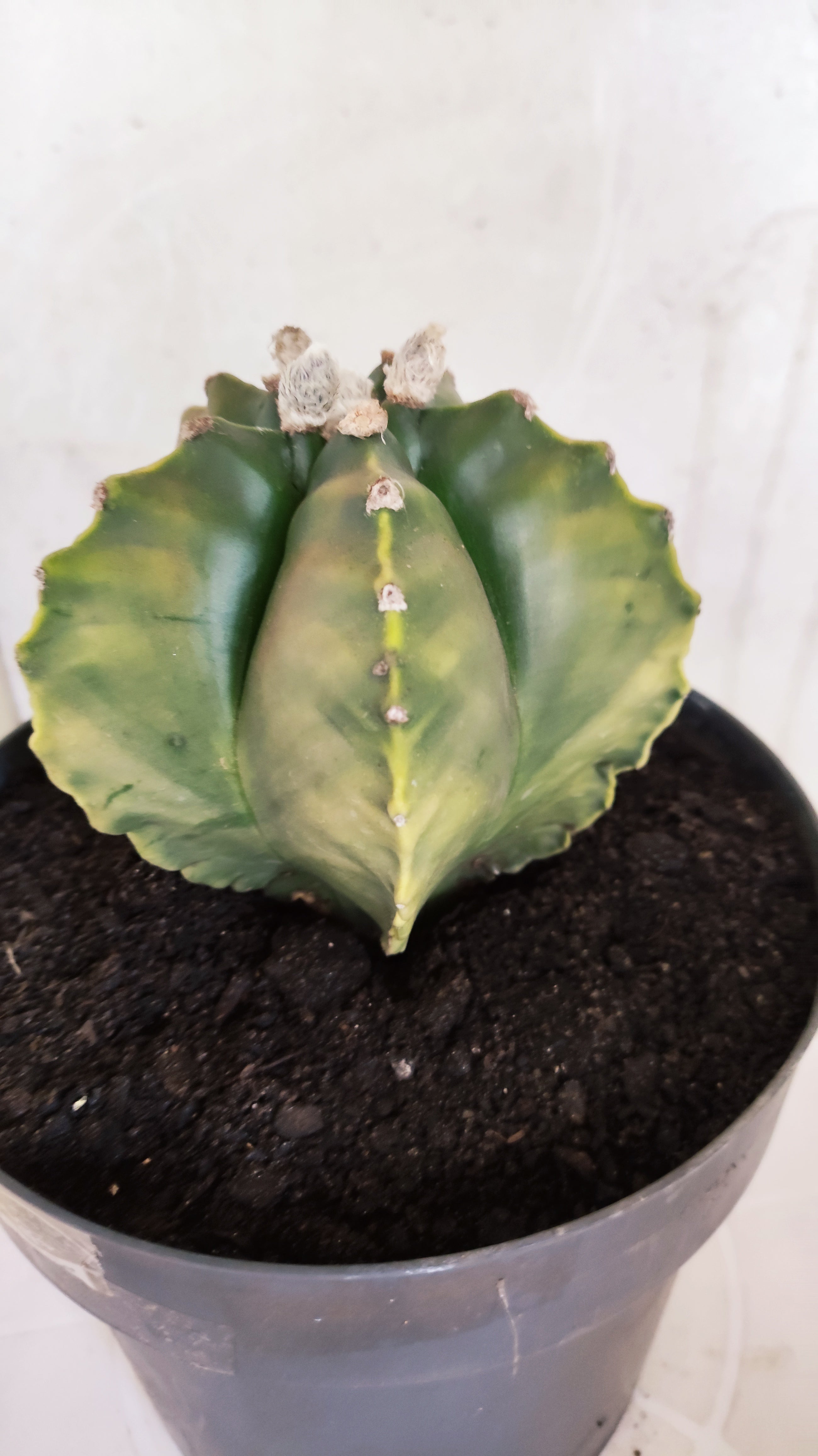 Matriz ASTROPHYTUM cv KIKKO Nº 604 "Variegata" - vaso 17