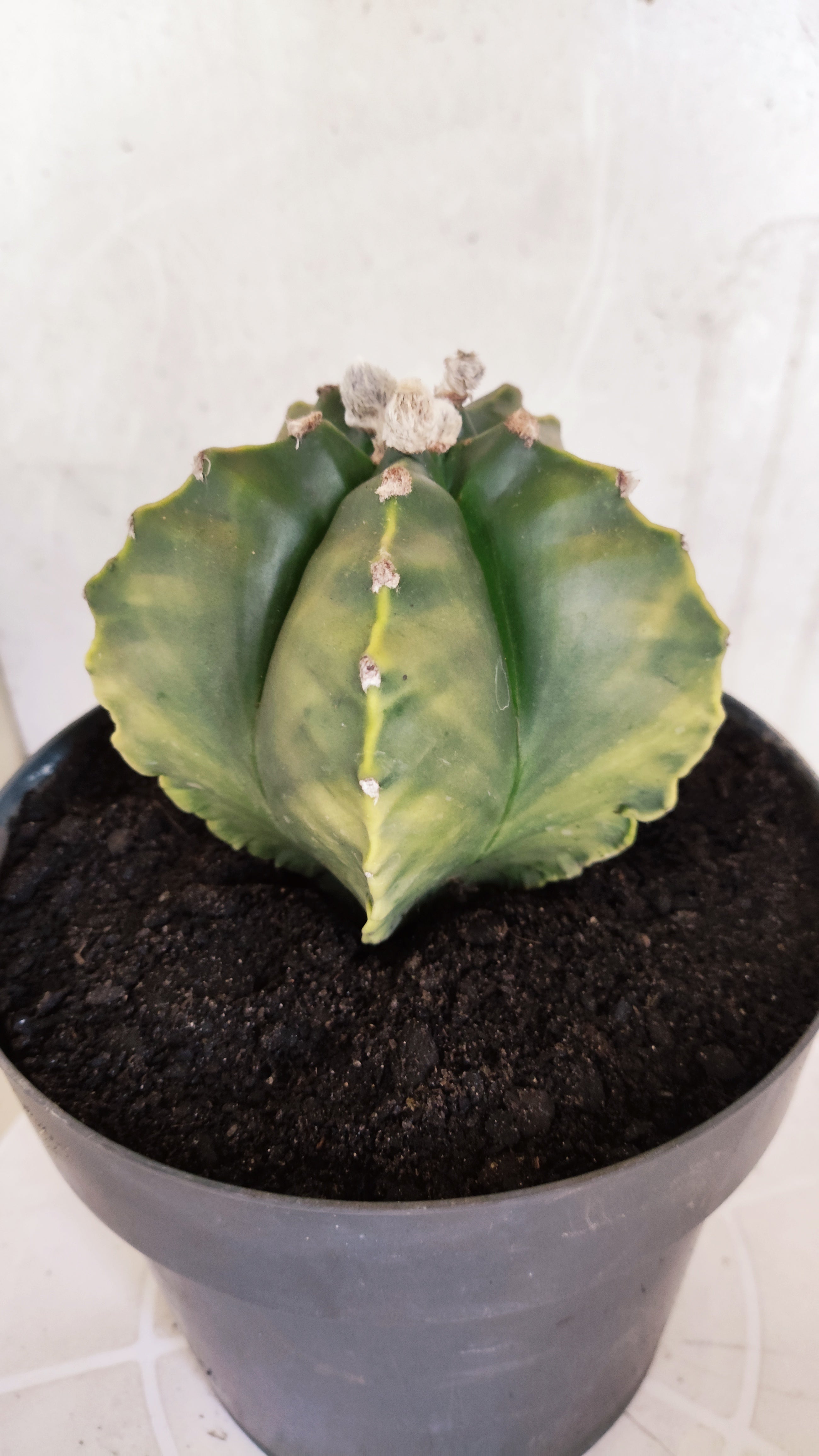 Matriz ASTROPHYTUM cv KIKKO Nº 604 "Variegata" - vaso 17