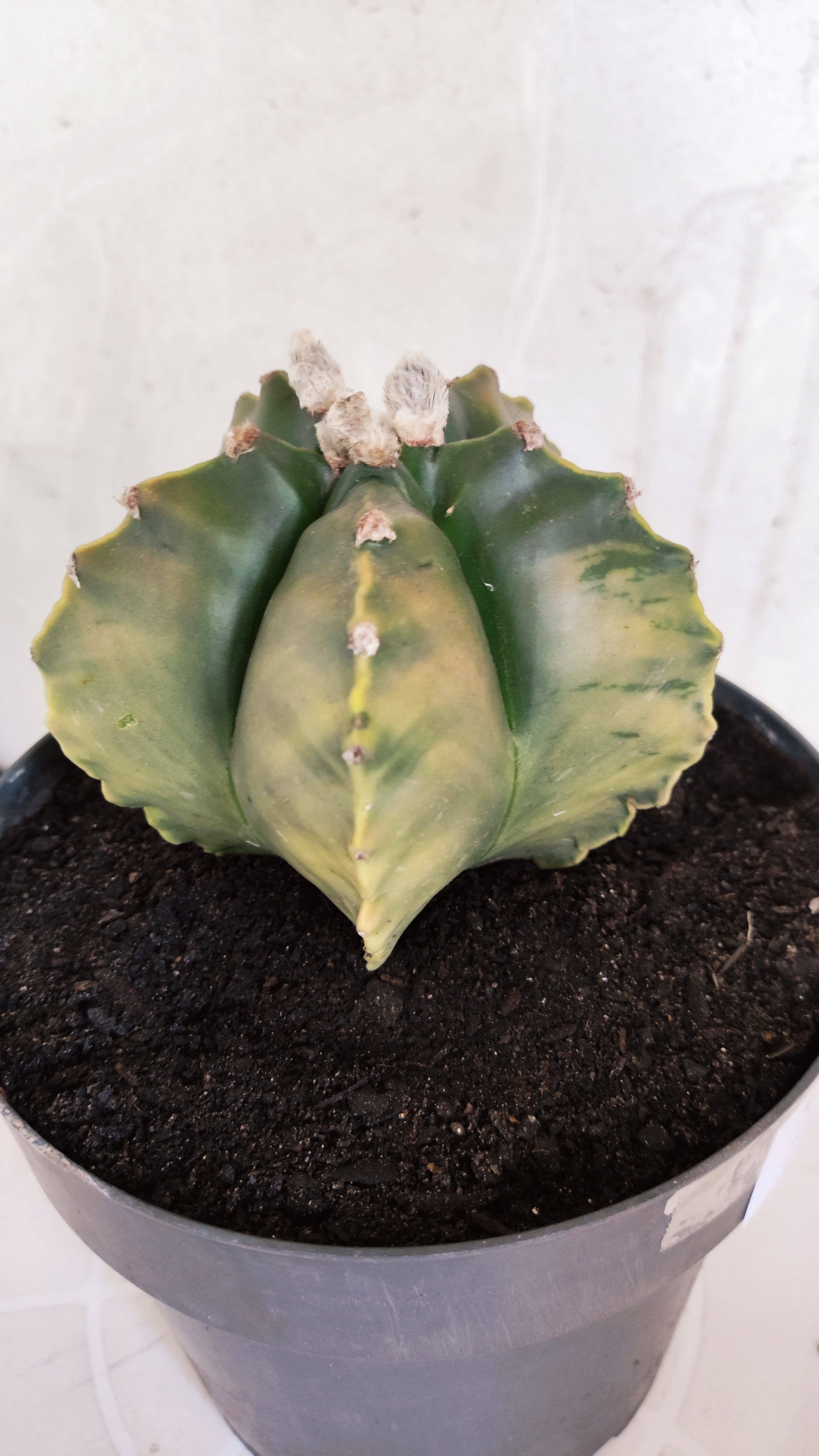 Matriz ASTROPHYTUM cv KIKKO Nº 604 "Variegata" - vaso 17