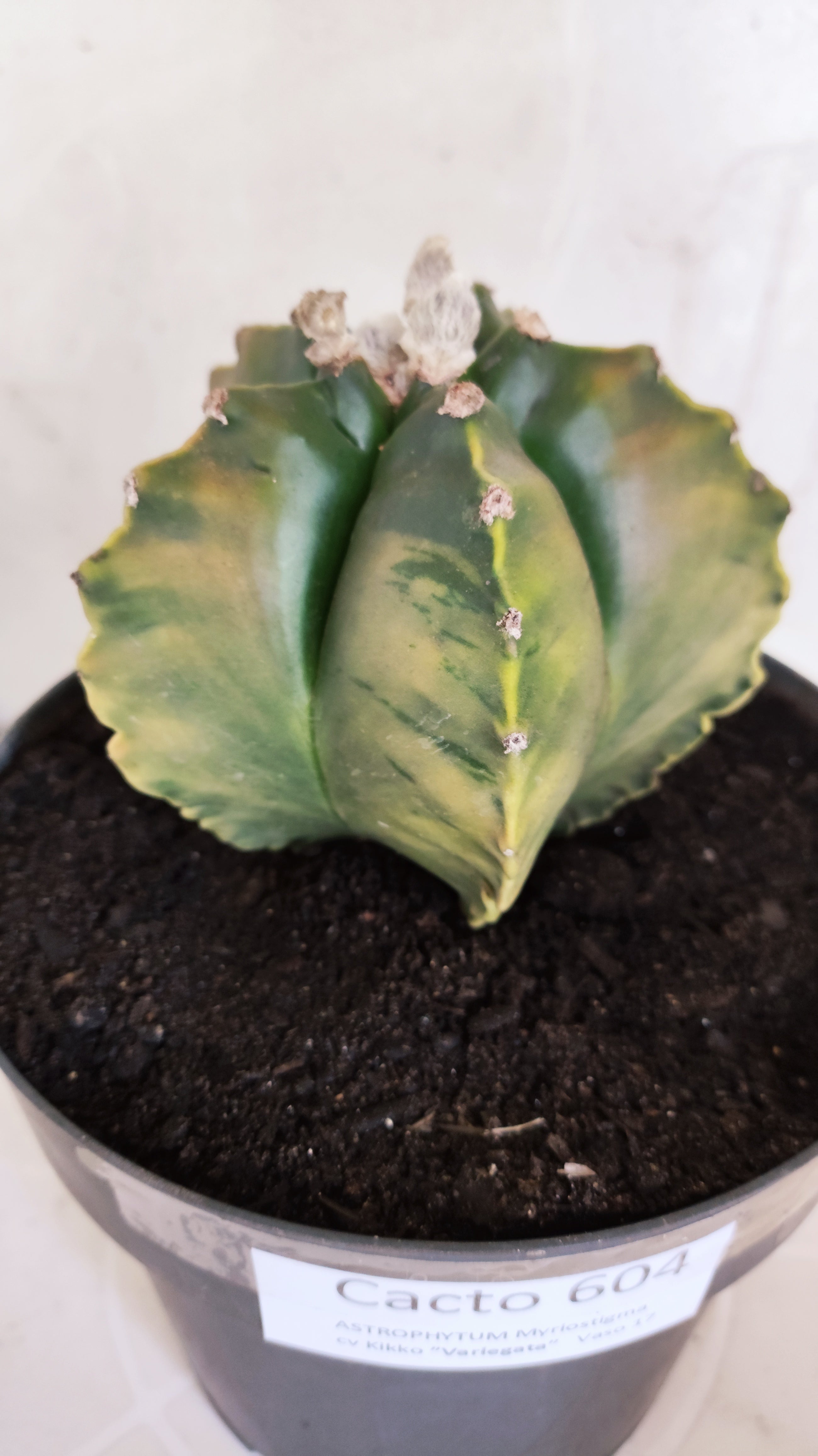 Matriz ASTROPHYTUM cv KIKKO Nº 604 "Variegata" - vaso 17